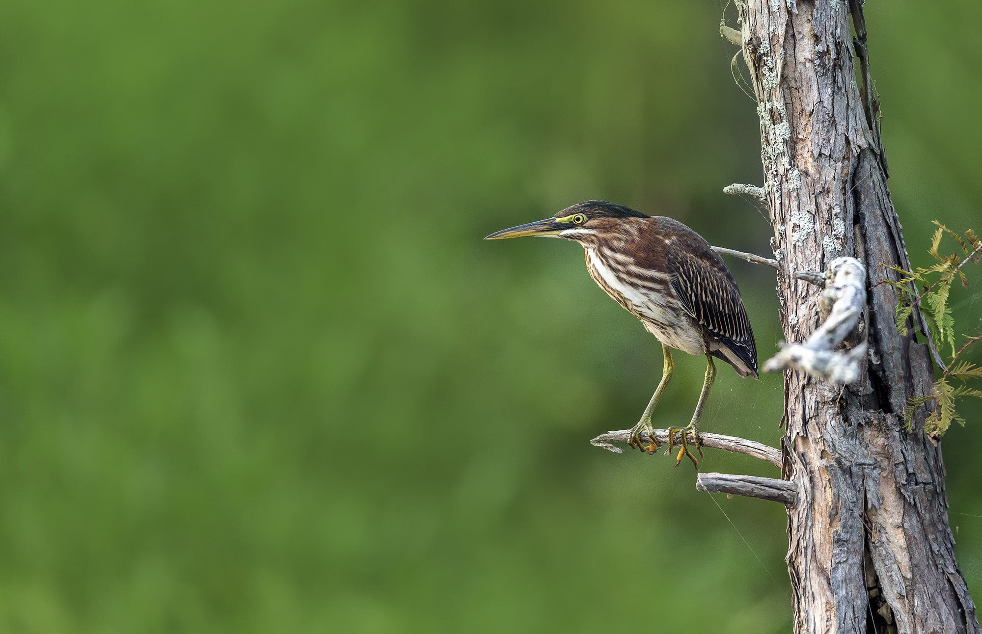 Tamron SP 150-600mm F5-6.3 Di VC USD sample photo. Green heron photography