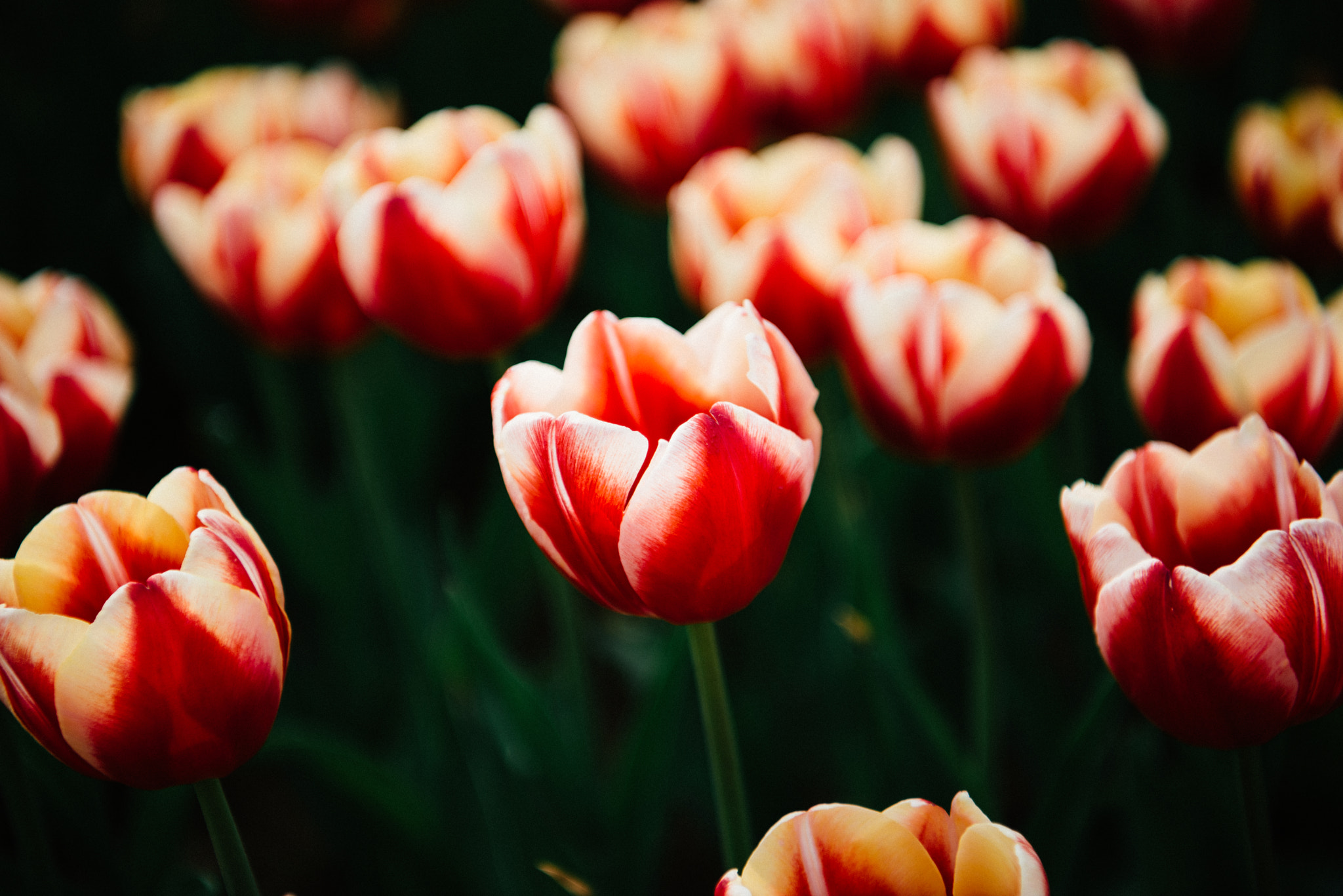 Nikon AF-S Nikkor 24-70mm F2.8E ED VR sample photo. Tulip photography