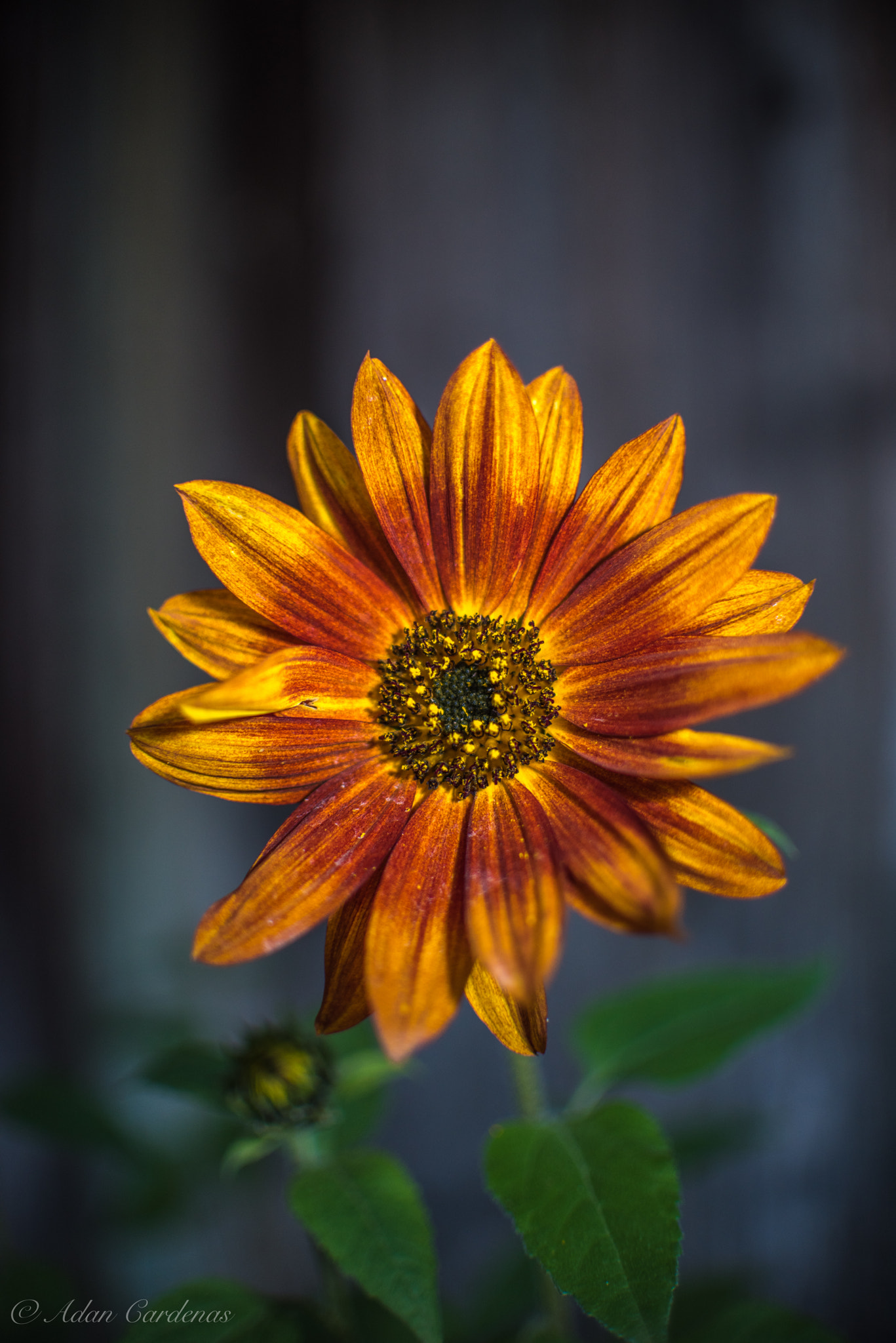 Nikon AF-S DX Nikkor 35mm F1.8G sample photo. Orange gerberas photography