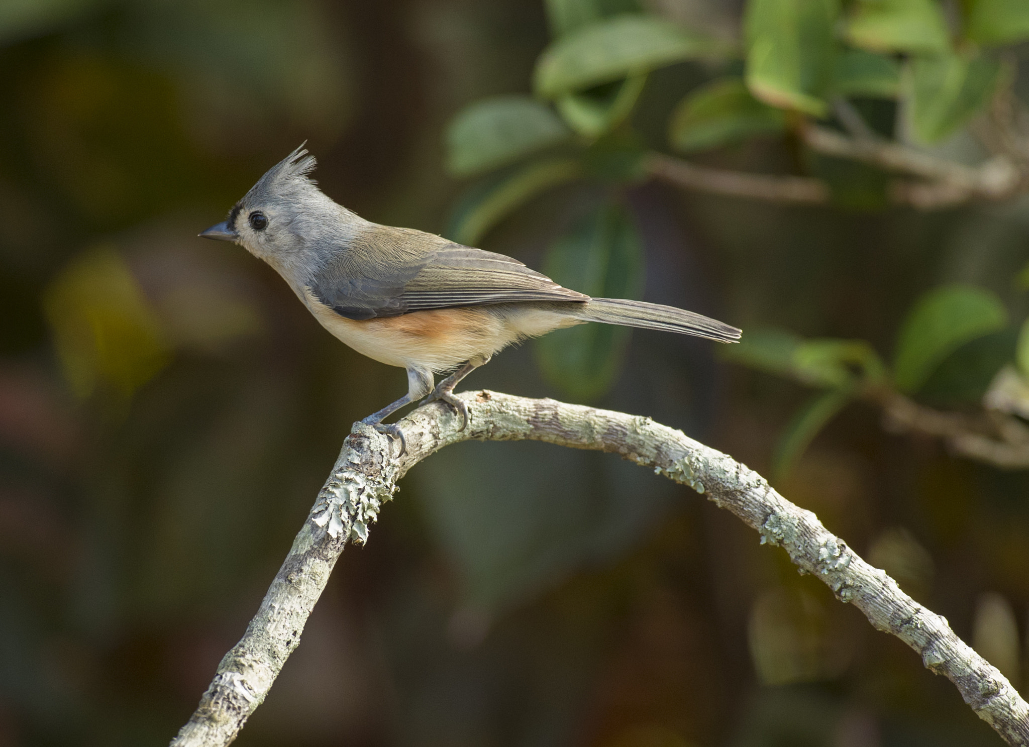 Canon EF 600mm f/4L IS sample photo. Nice day photography