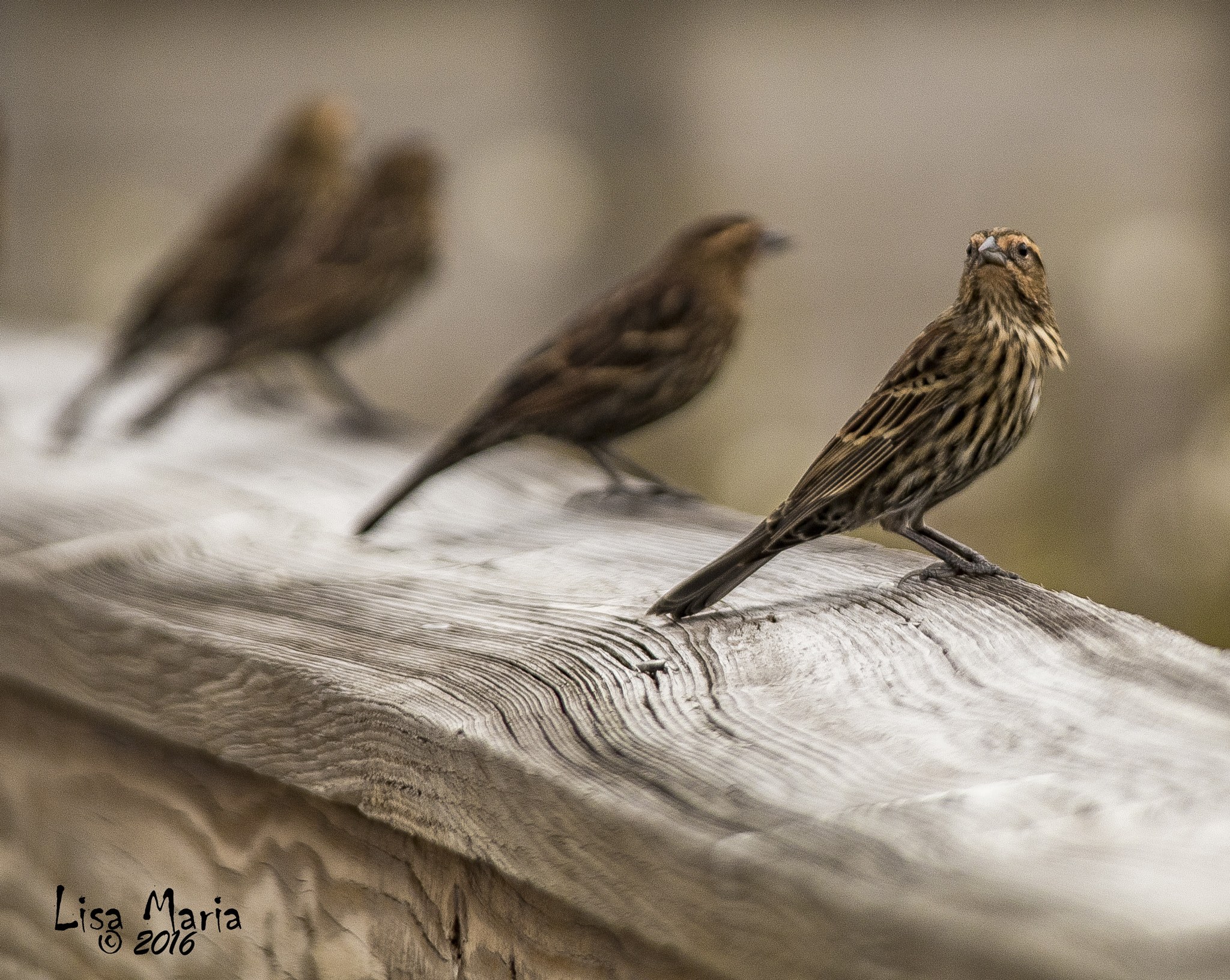 Sigma 150-500mm F5-6.3 DG OS HSM sample photo. Img photography