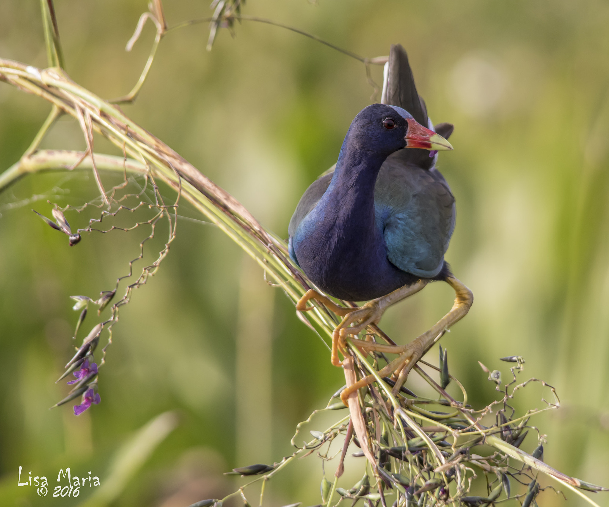 Sigma 150-500mm F5-6.3 DG OS HSM sample photo. Img photography