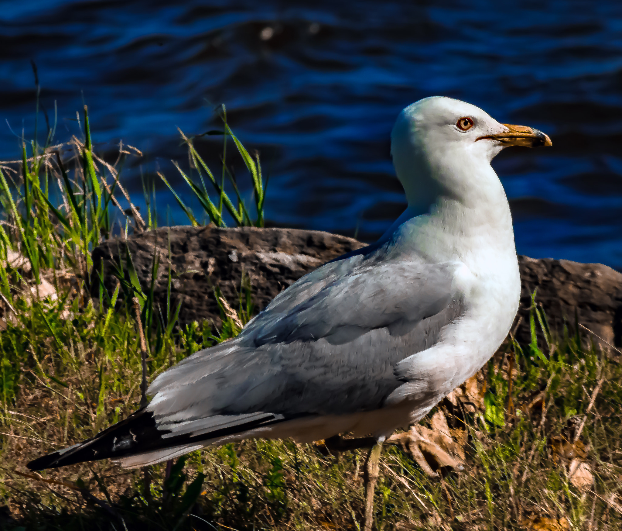 Canon EOS 600D (Rebel EOS T3i / EOS Kiss X5) sample photo. Gull by the edge on st   bernard photography
