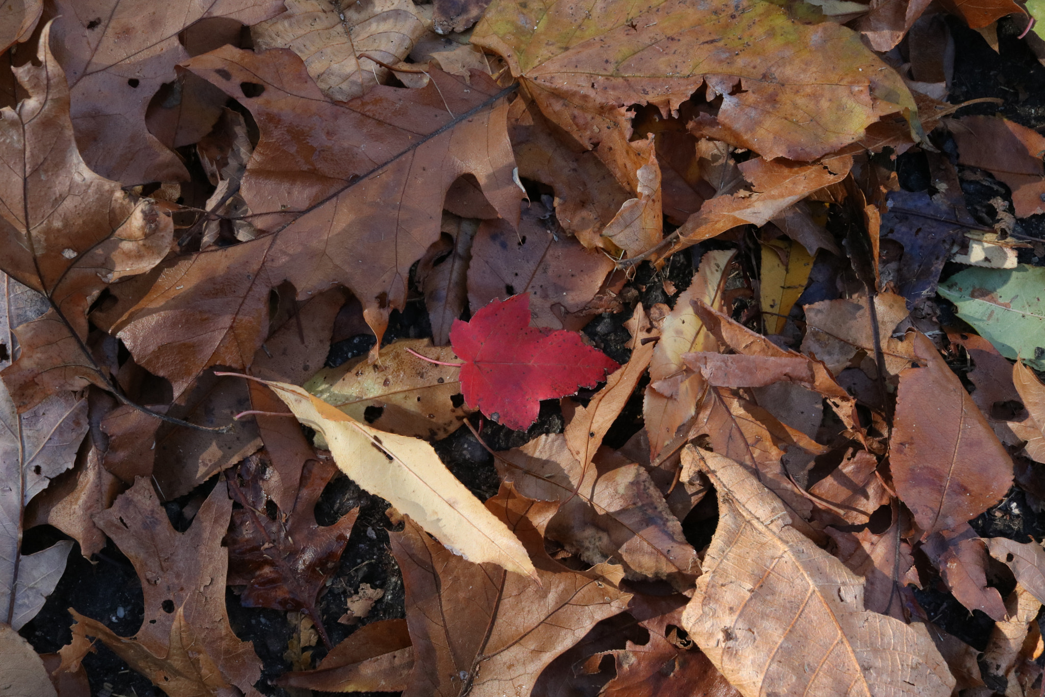 Canon EF-S 24mm F2.8 STM sample photo