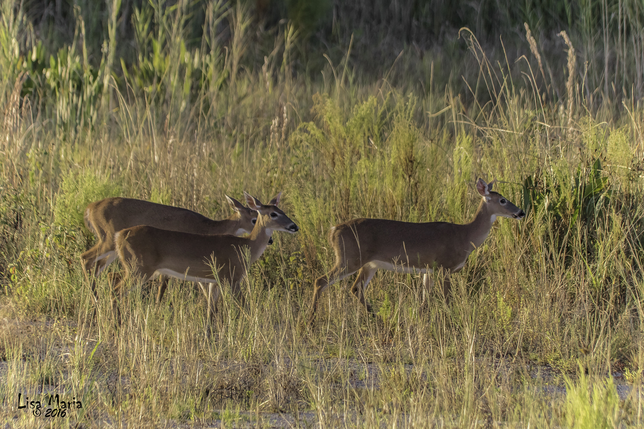 Sigma 150-500mm F5-6.3 DG OS HSM sample photo. Img photography