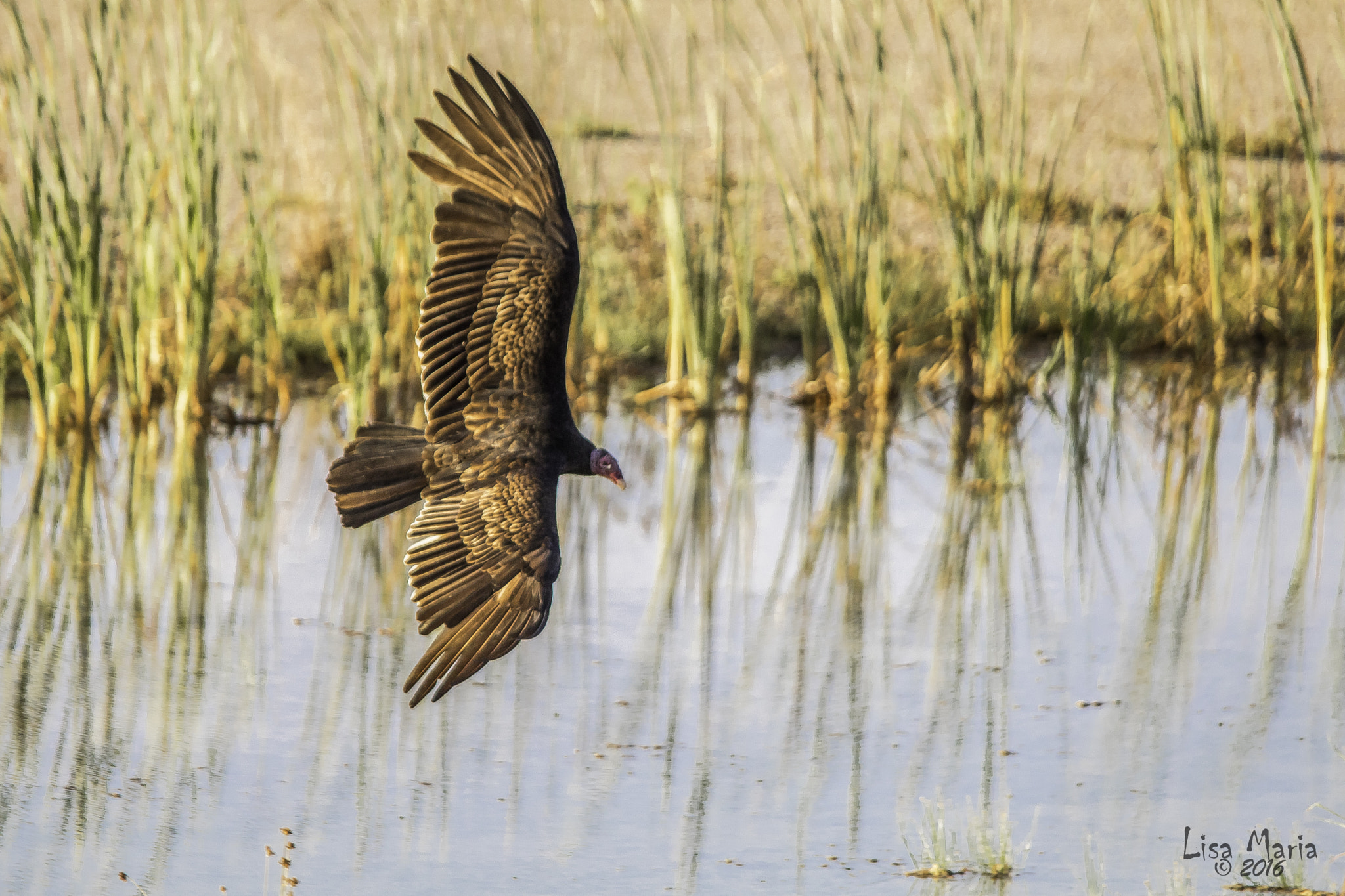 Sigma 150-500mm F5-6.3 DG OS HSM sample photo. Img photography