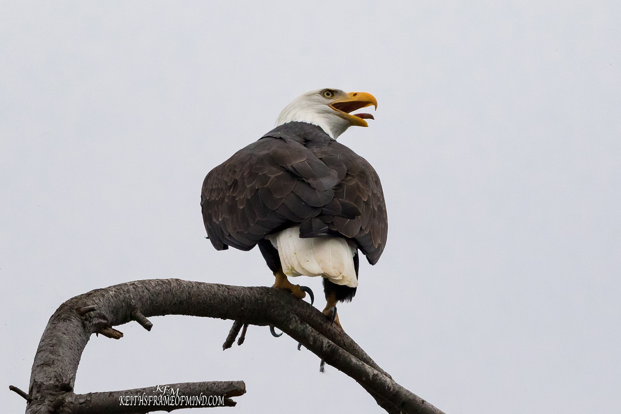 Canon EF 600mm F4L IS II USM sample photo. 313. bald eagle tongue out photography
