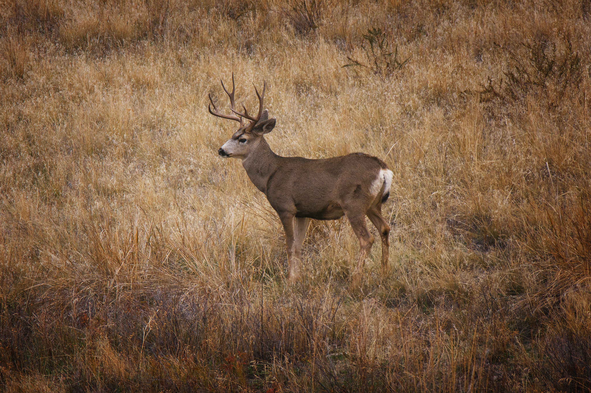 Sony Alpha DSLR-A700 + Tamron SP AF 70-200mm F2.8 Di LD (IF) MACRO sample photo. Mule deer buck photography