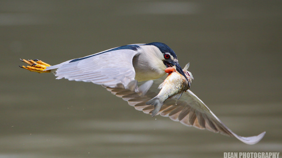 Tamron SP 150-600mm F5-6.3 Di VC USD sample photo. Launch time photography