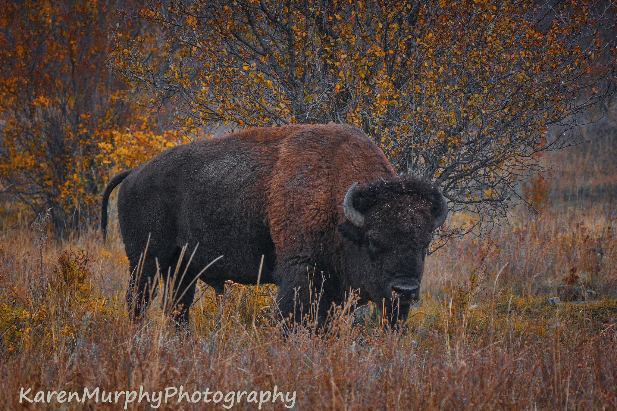 Sony Alpha DSLR-A700 + Tamron SP AF 70-200mm F2.8 Di LD (IF) MACRO sample photo. Bison photography