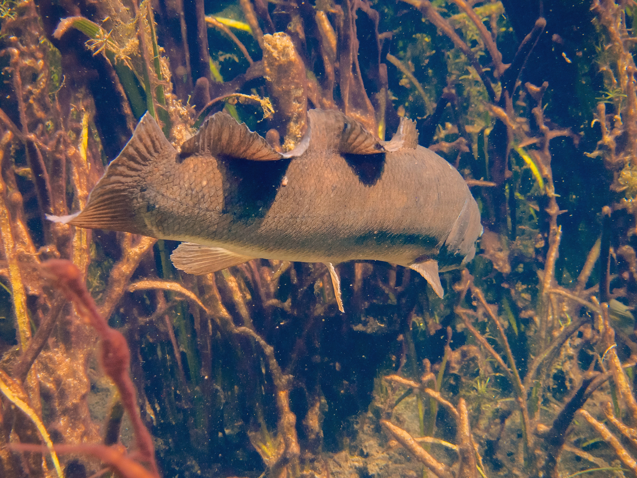Olympus M.Zuiko Digital 14-42mm F3.5-5.6 II R sample photo. Behind the big bowfin in ichetucknee photography