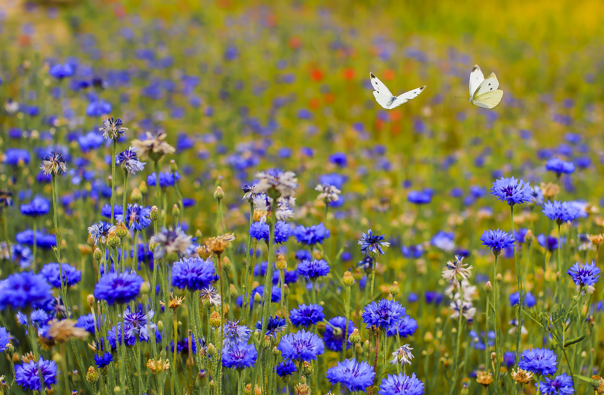 Sigma 30mm F1.4 EX DC HSM sample photo