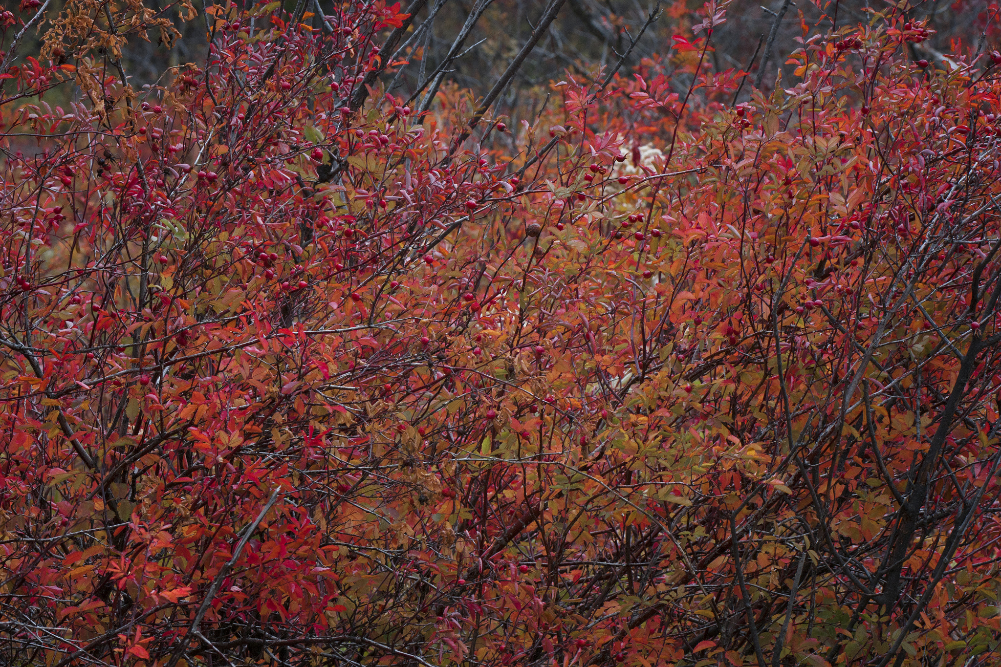 Sony Alpha DSLR-A700 sample photo. Red berry bush photography