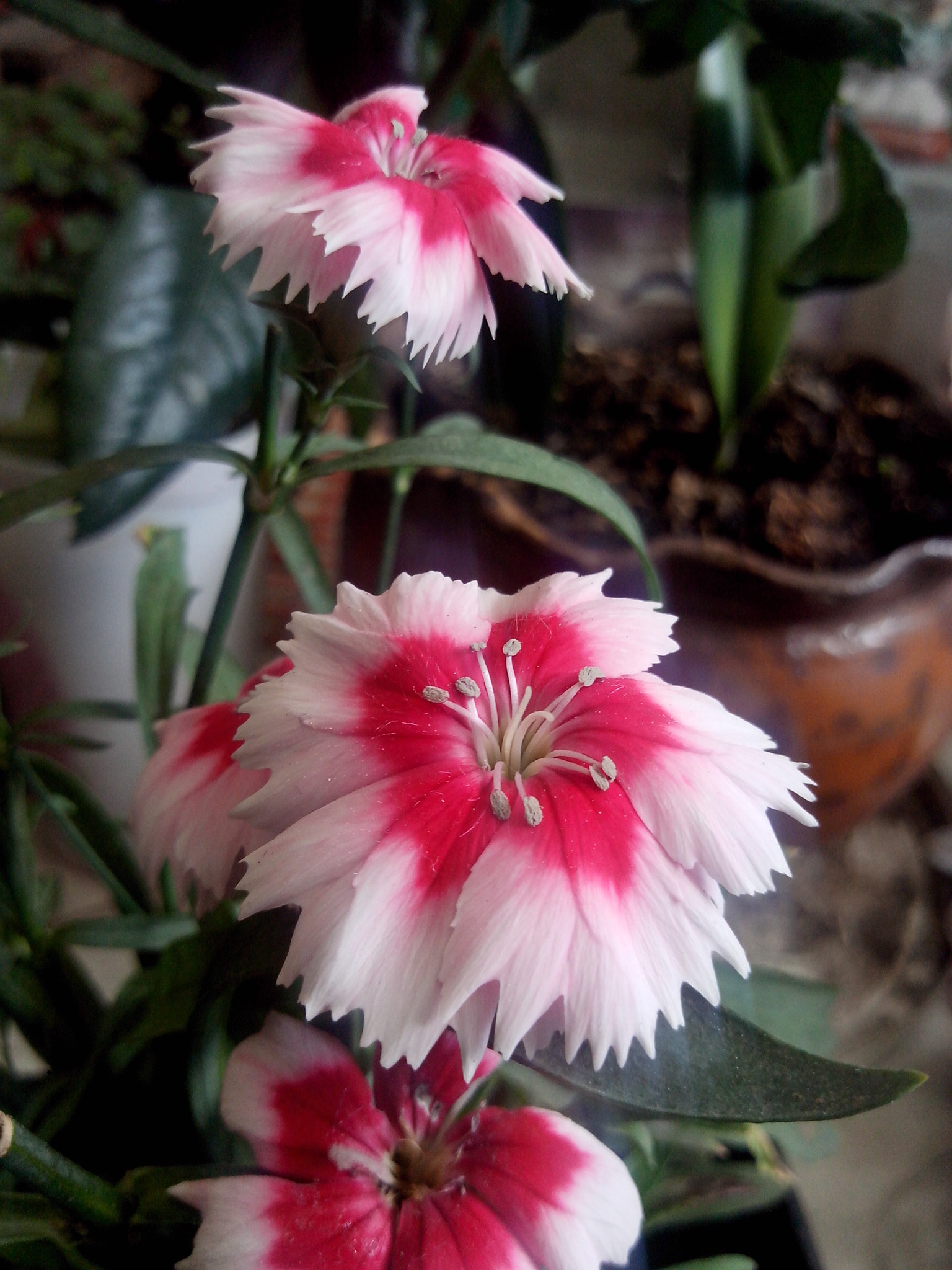 Motorola RAZR D3 sample photo. Lovely flowers photography