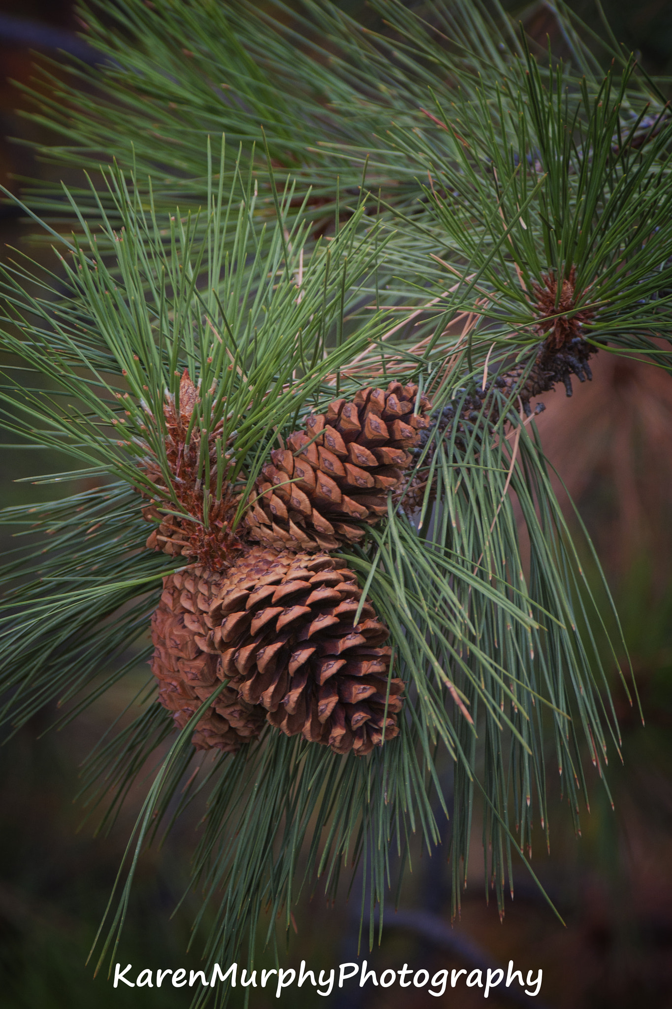 Sony Alpha DSLR-A700 + Tamron SP AF 70-200mm F2.8 Di LD (IF) MACRO sample photo. Pinecones photography