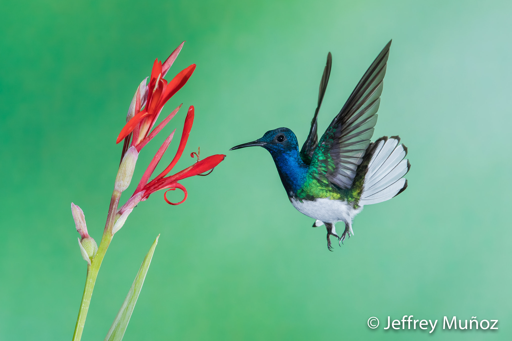 Canon EF 500mm F4L IS II USM sample photo. White-necked jacobin photography