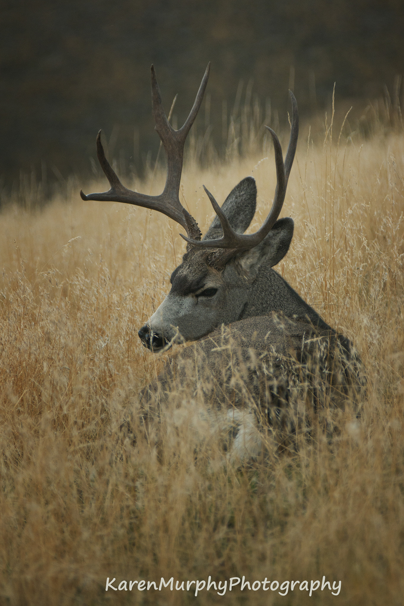 Sony Alpha DSLR-A700 sample photo. Mule deer buck photography