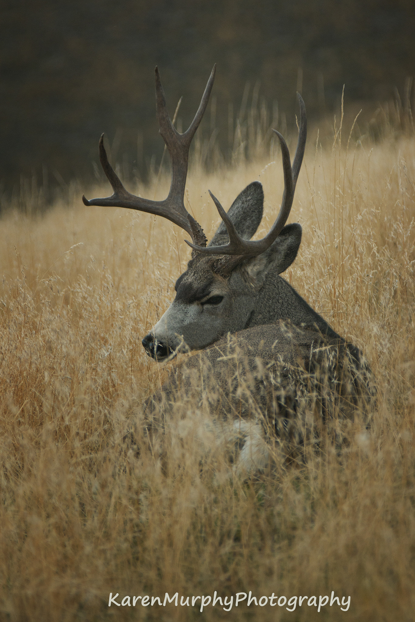 Sony Alpha DSLR-A700 + Tamron SP AF 70-200mm F2.8 Di LD (IF) MACRO sample photo. Mule deer buck photography