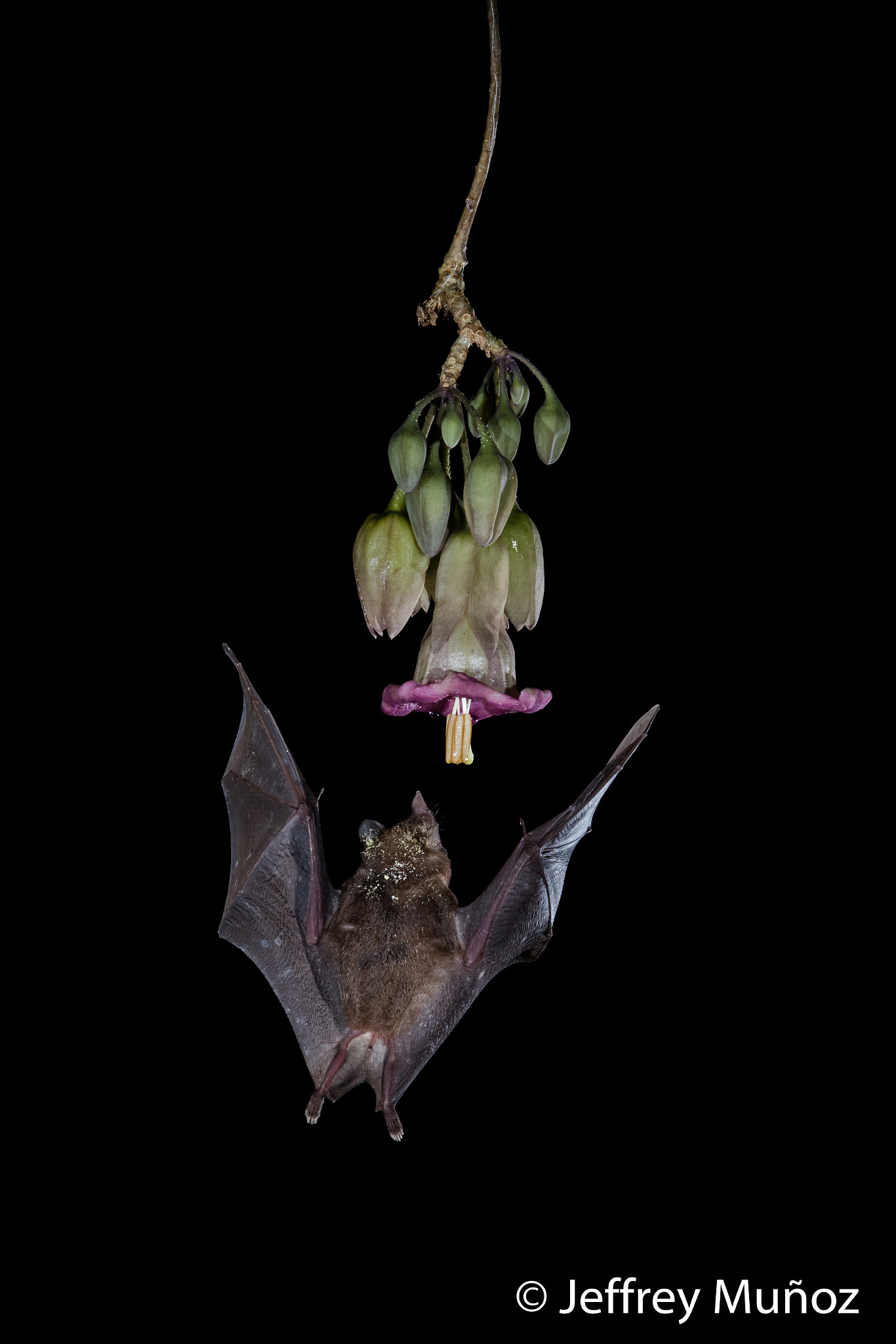 Canon EF 500mm F4L IS II USM sample photo. Bat in flight photography
