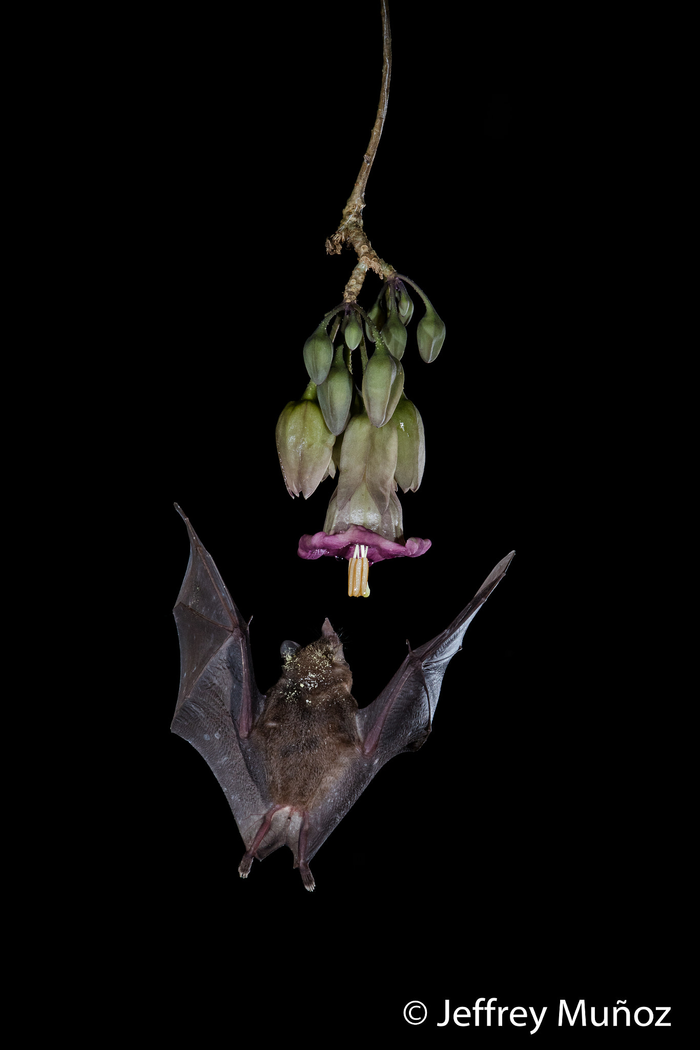 Canon EOS 5D Mark IV + Canon EF 500mm F4L IS II USM sample photo. Bat in flight photography