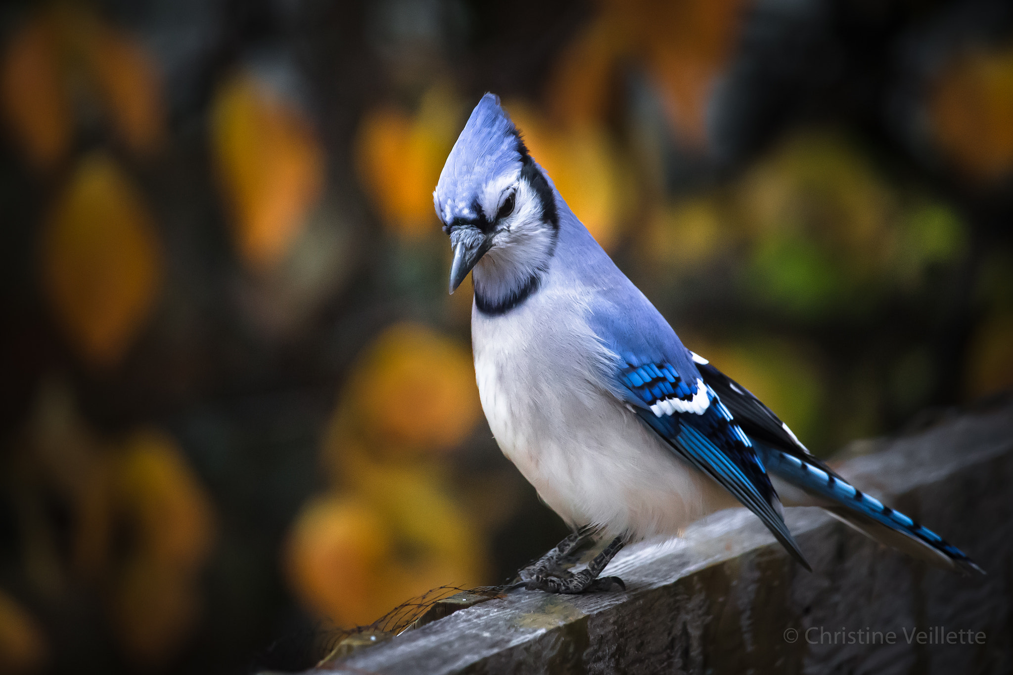 Canon EF-S 55-250mm F4-5.6 IS STM sample photo. Blue jay on halloween photography