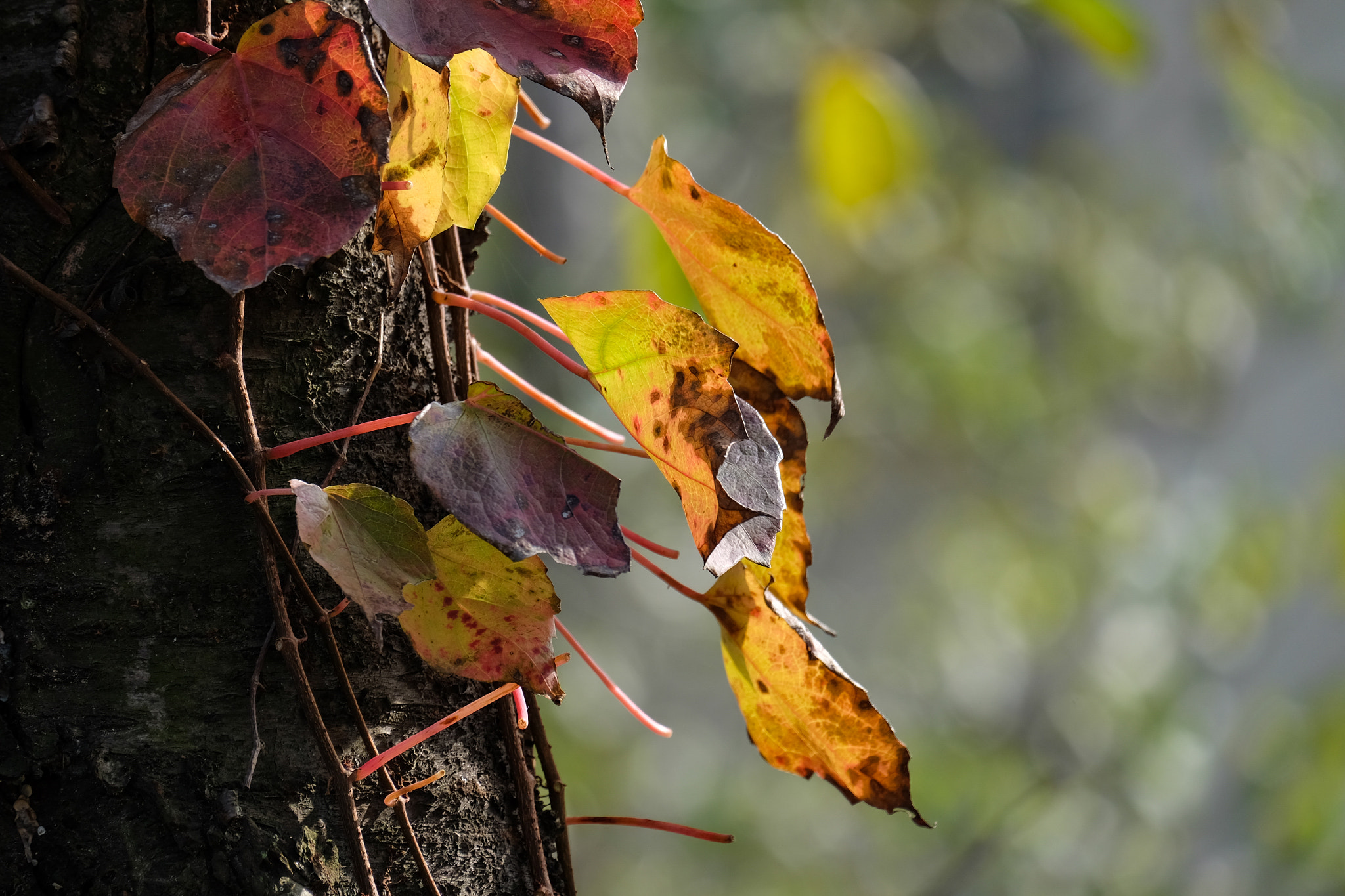 Fujifilm X-E2 + Fujifilm XC 50-230mm F4.5-6.7 OIS II sample photo. 秋 photography