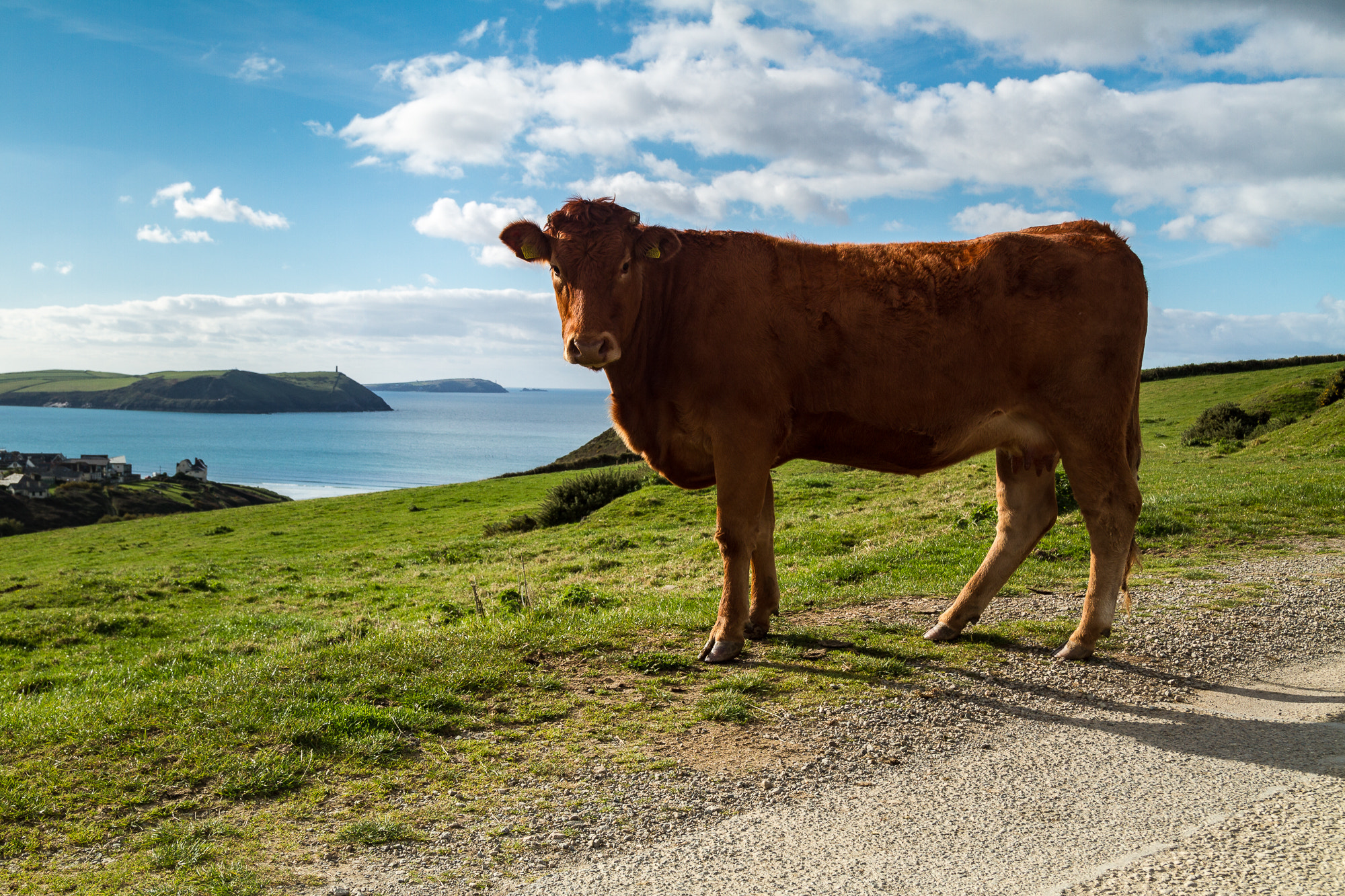 Sigma 18-50mm f/2.8 Macro sample photo. Cow above polzeath photography