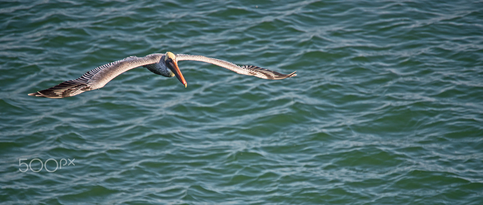 Sigma 150-500mm F5-6.3 DG OS HSM sample photo. Flight photography