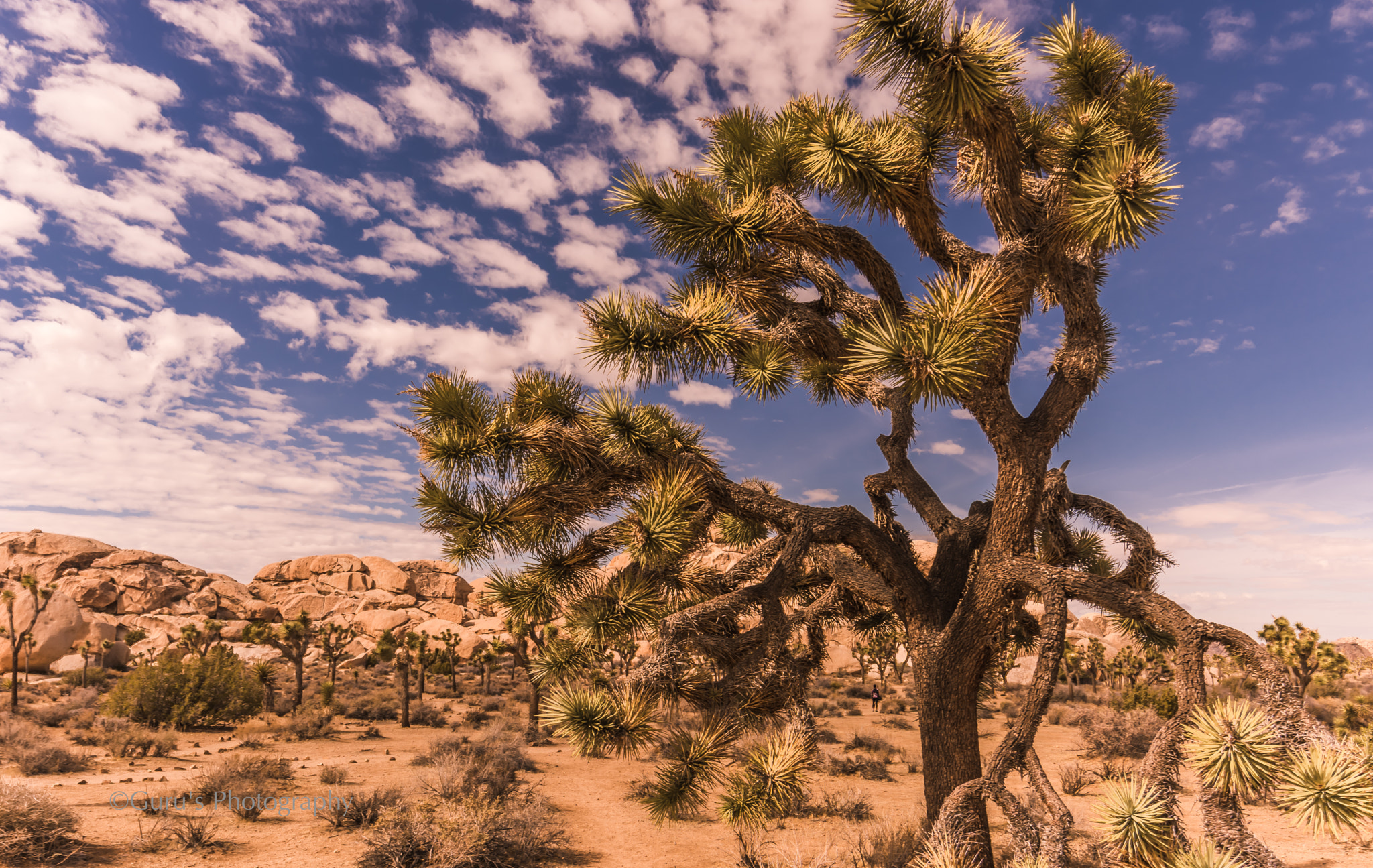 Samyang 14mm F2.8 ED AS IF UMC sample photo. Beautiful joshua tree!! photography