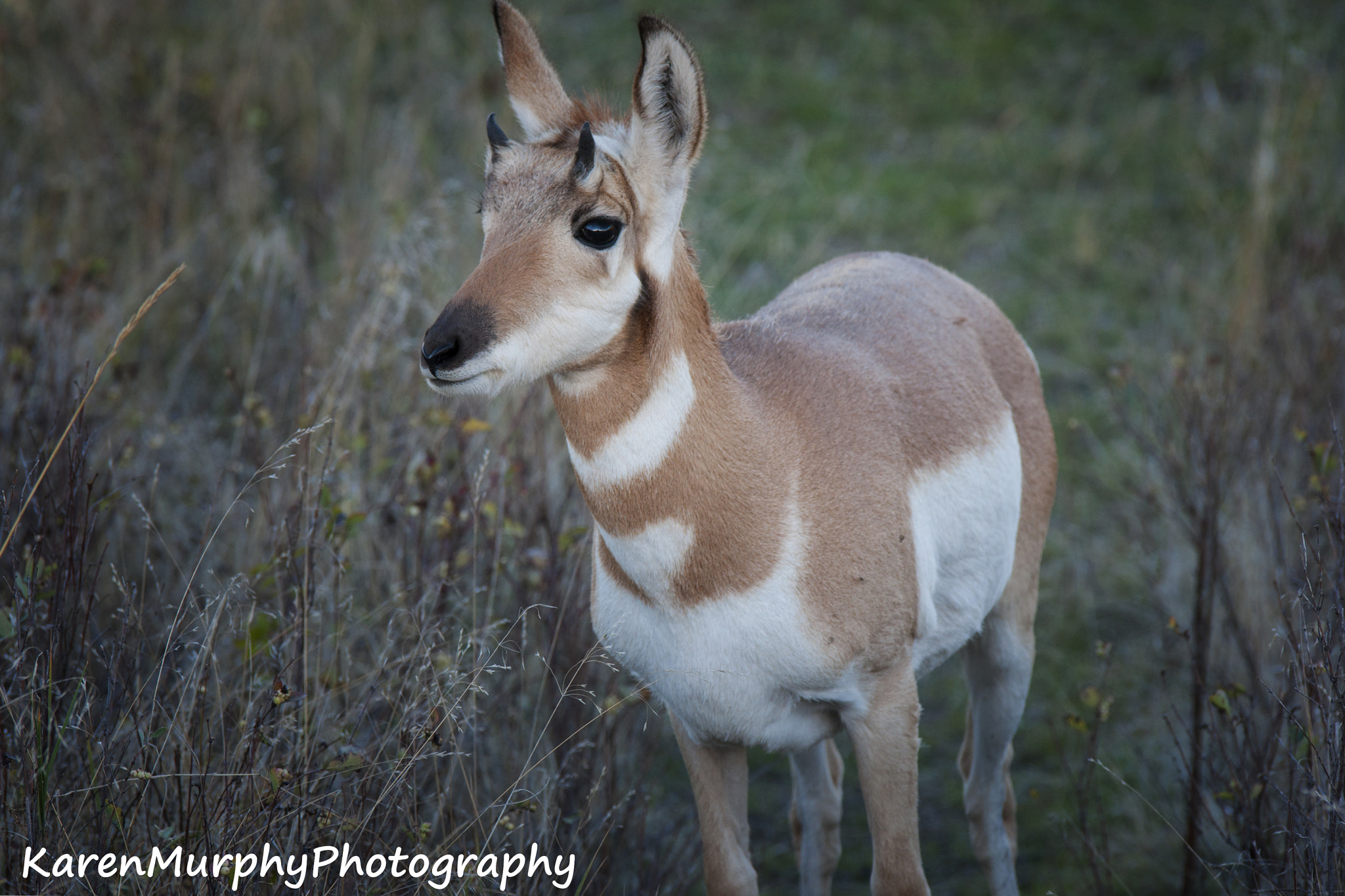 Sony Alpha DSLR-A700 + Tamron SP AF 70-200mm F2.8 Di LD (IF) MACRO sample photo. Young pronghorn antelope photography