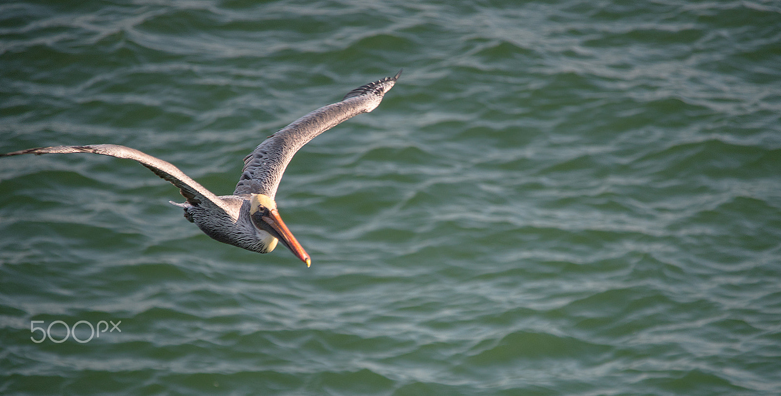 Sigma 150-500mm F5-6.3 DG OS HSM sample photo. Pelican photography
