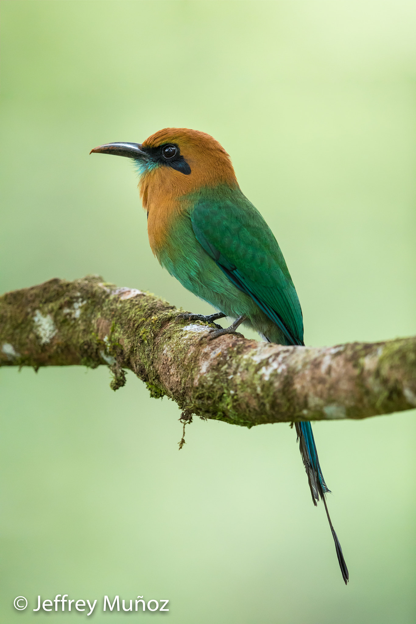 Canon EF 500mm F4L IS II USM sample photo. Broad-billed motmot photography