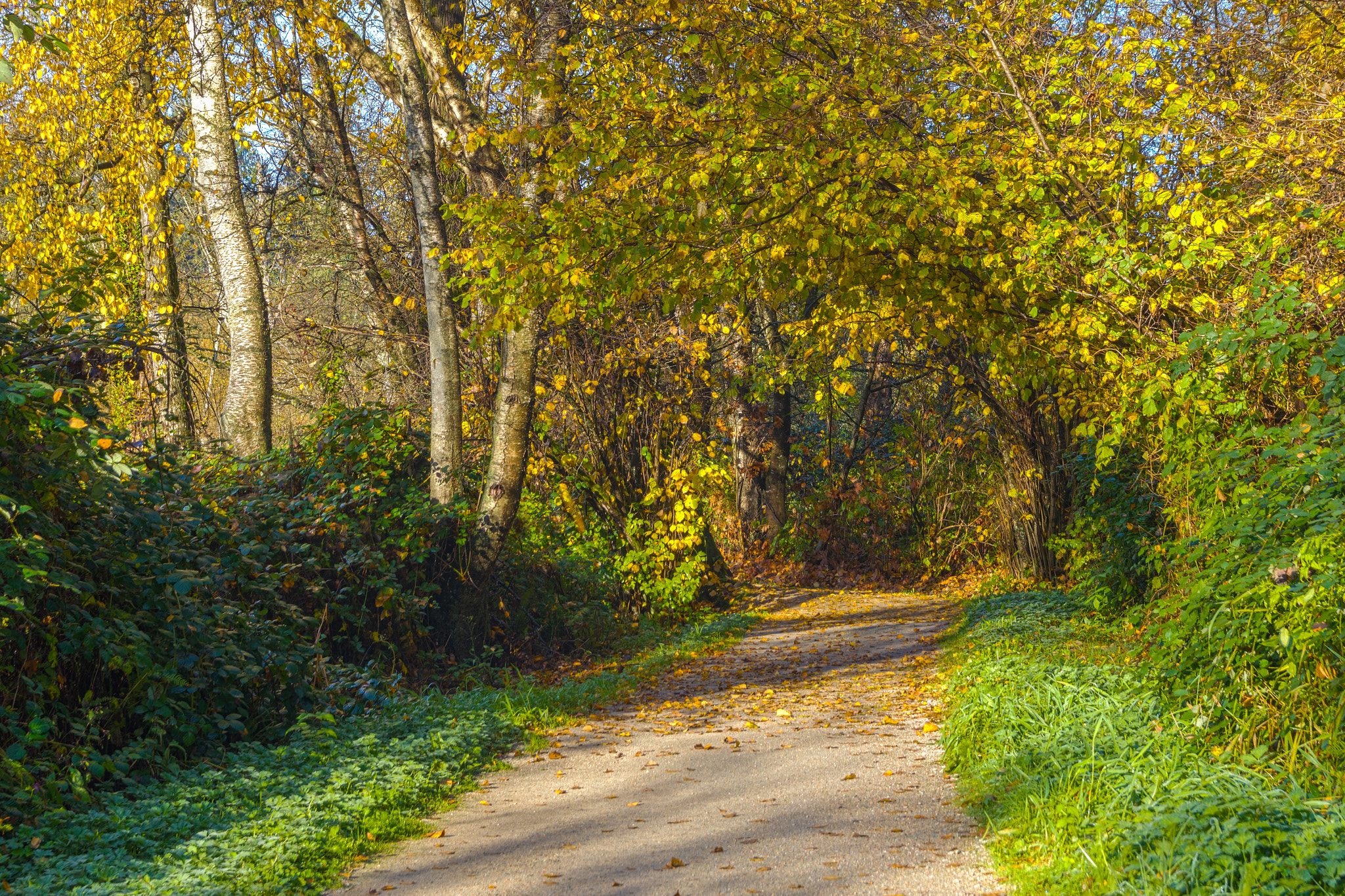 Sigma 18-50mm f/2.8 Macro sample photo. Burnaby lake park photography