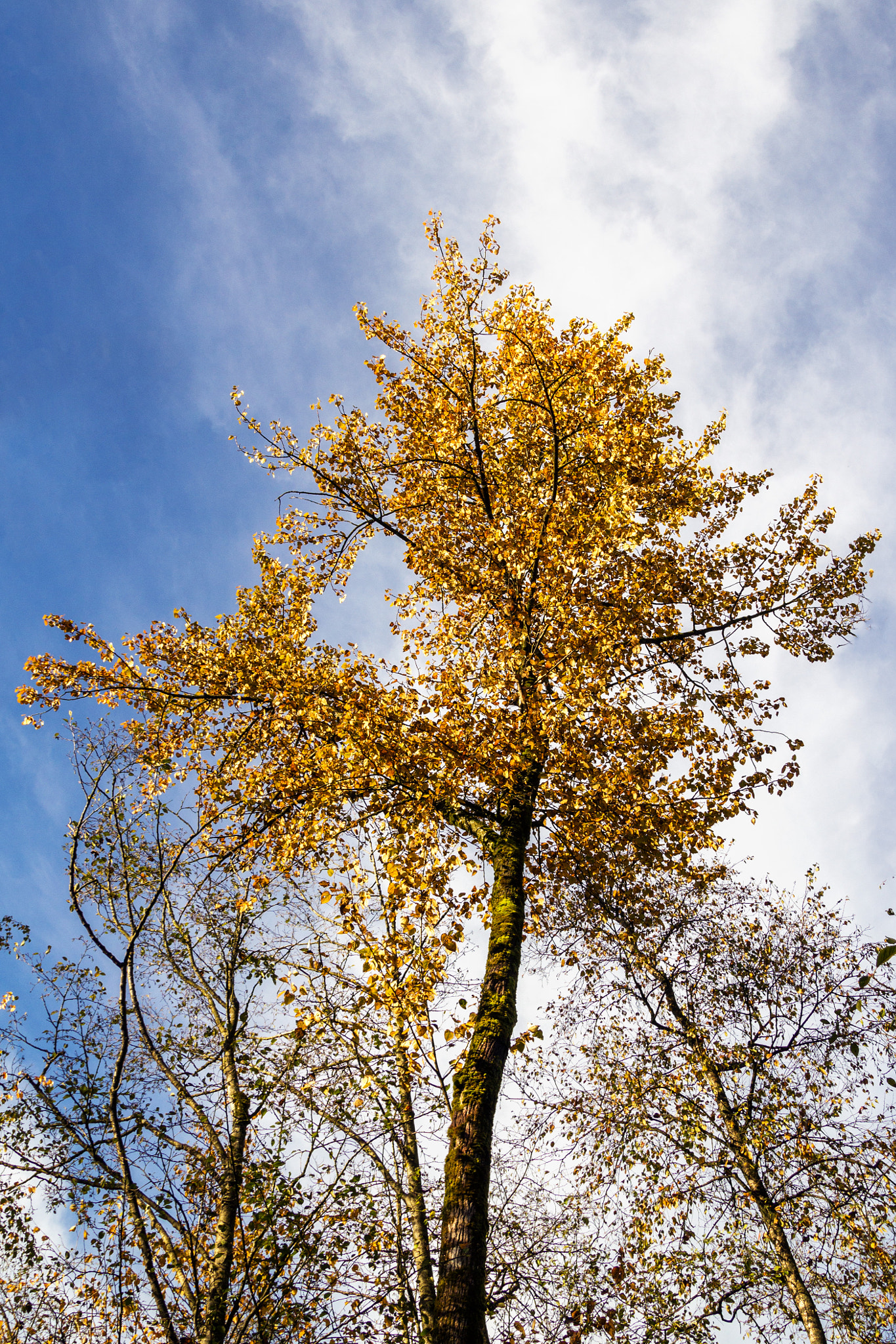 Sigma 18-50mm f/2.8 Macro sample photo. Autumn photography