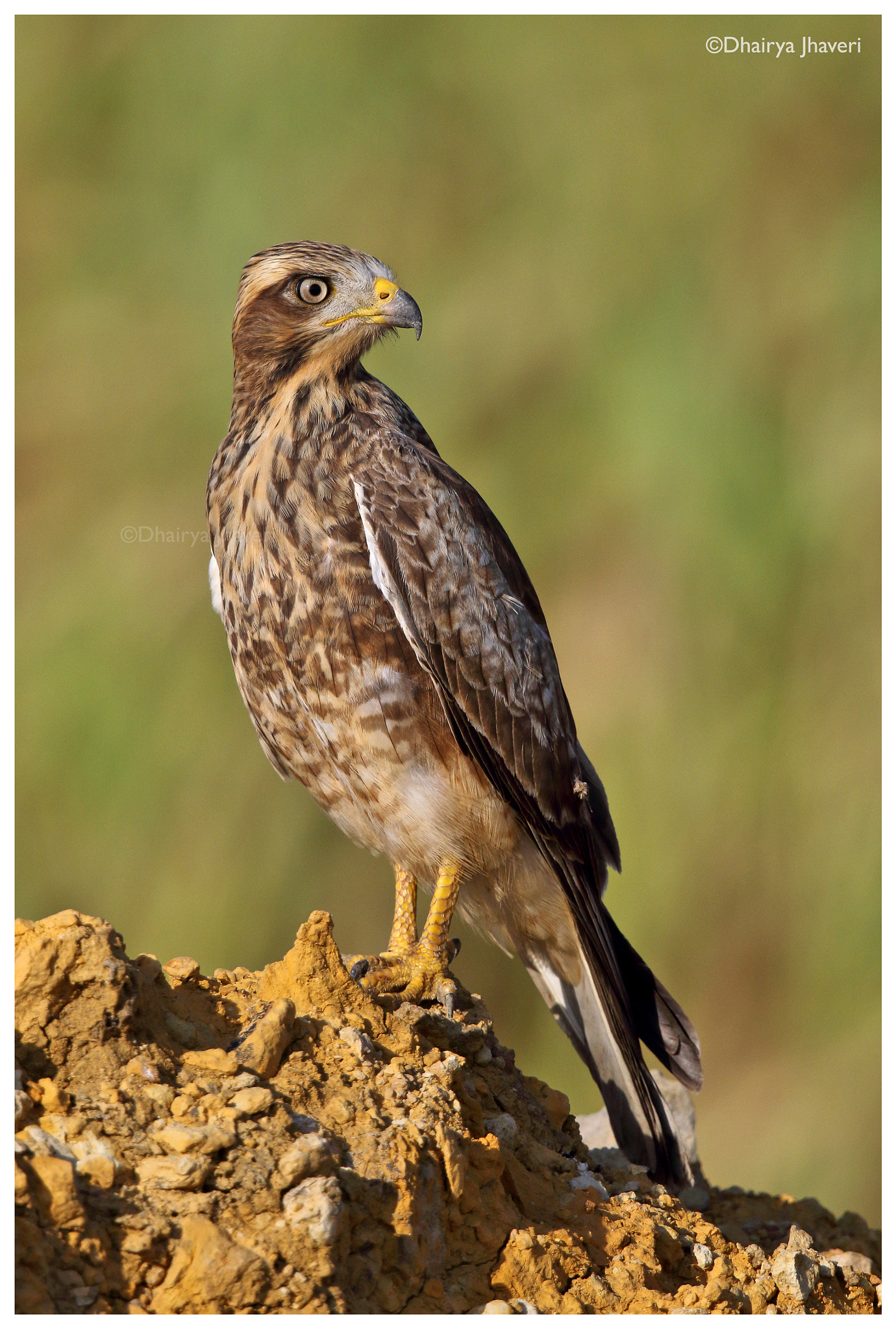 Canon EF 500mm F4L IS II USM sample photo. White-eyed buzzard #2 photography
