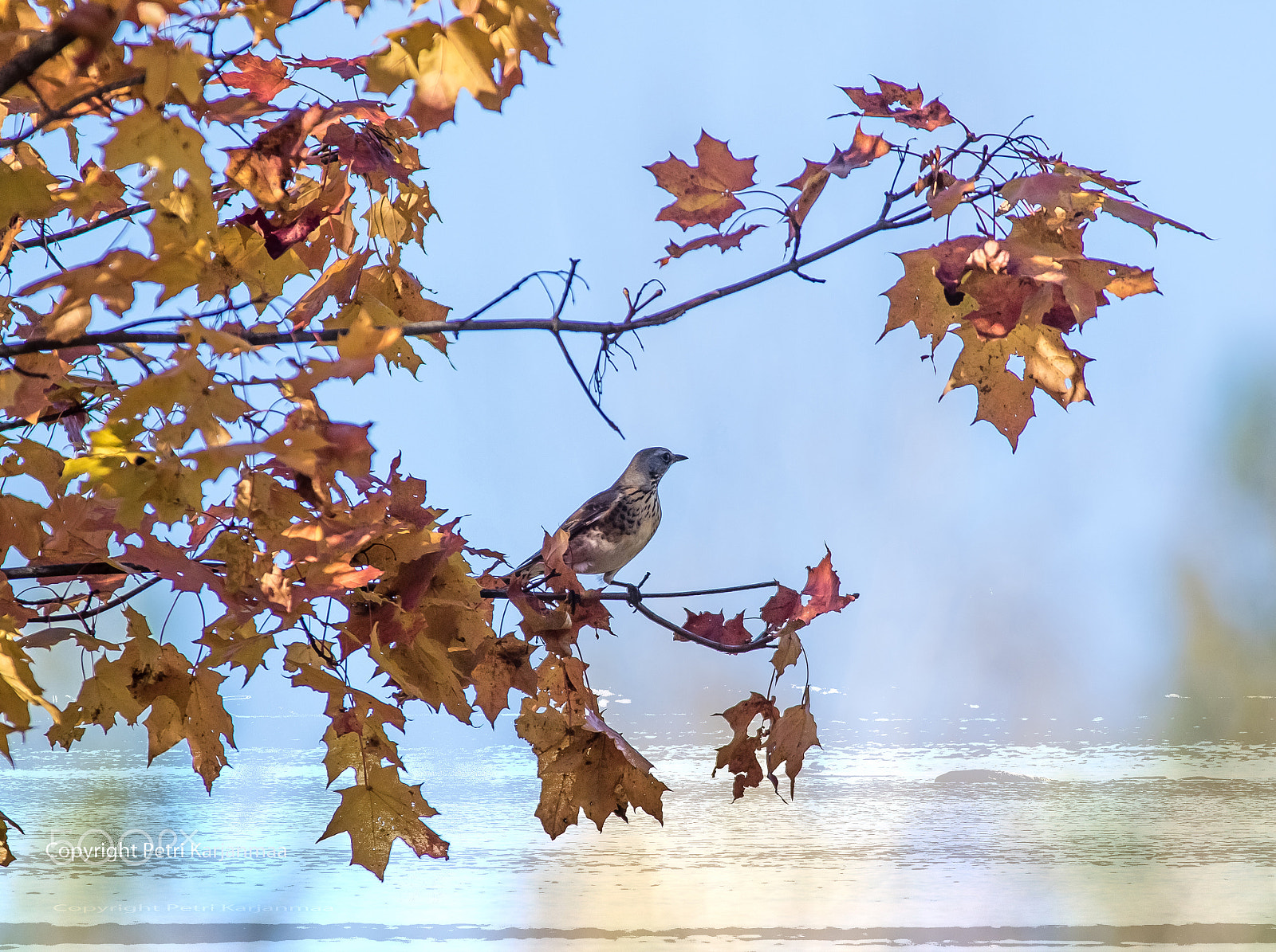 Canon EOS 7D Mark II + Canon EF 300mm f/2.8L + 1.4x sample photo. Autumn photography