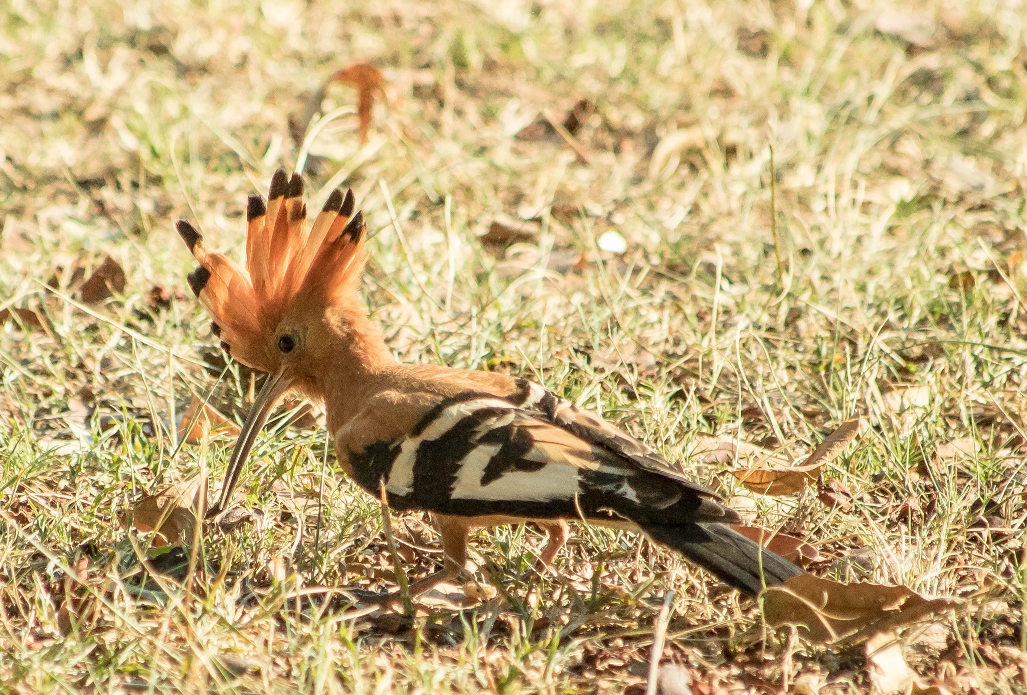 Canon EF 70-300mm F4-5.6 IS USM sample photo. African hoopoe photography