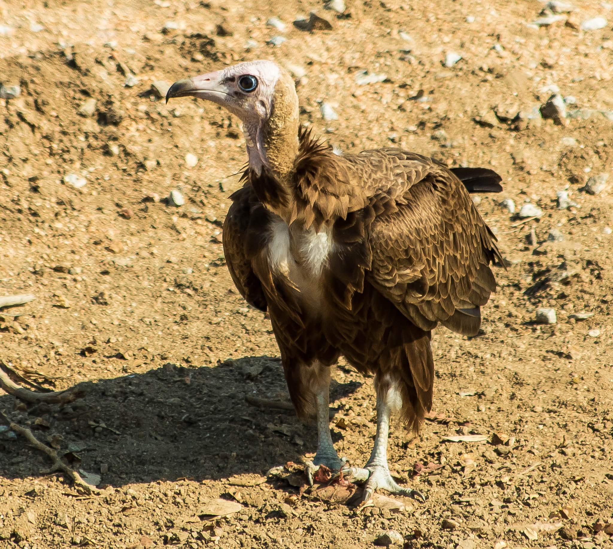 Canon EF 70-300mm F4-5.6 IS USM sample photo. Hooded vulture photography