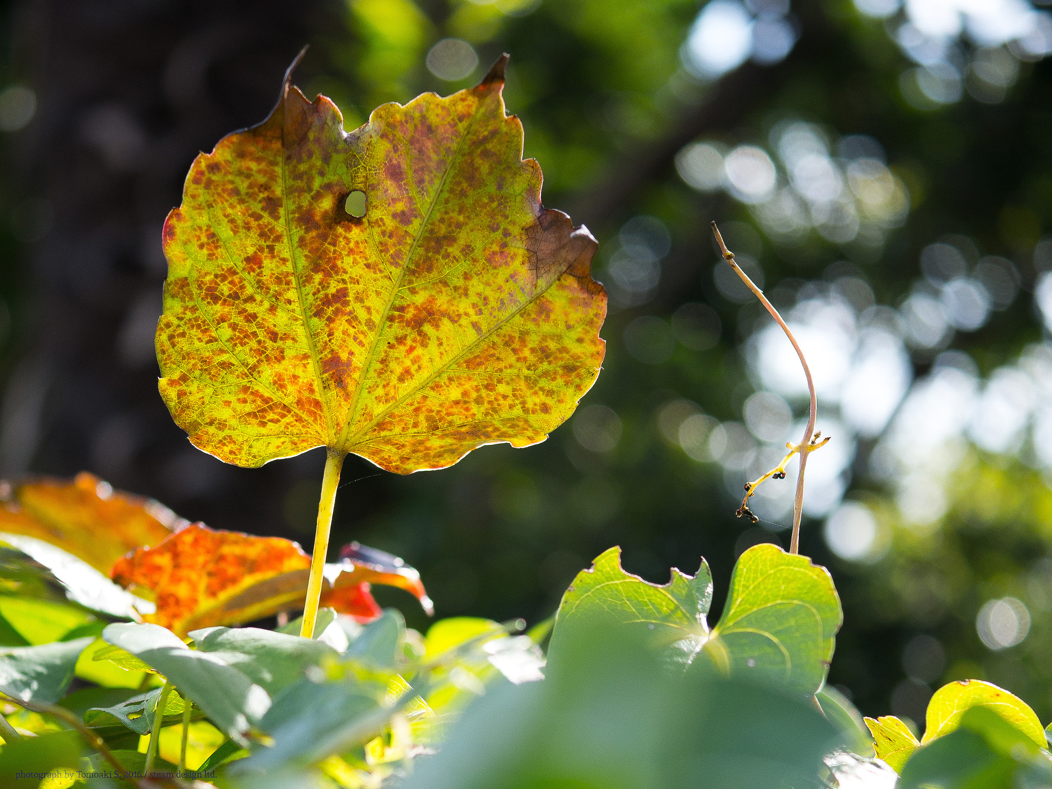 Panasonic DMC-G8 + Panasonic Lumix G Macro 30mm F2.8 ASPH Mega OIS sample photo. Autumn leaves photography