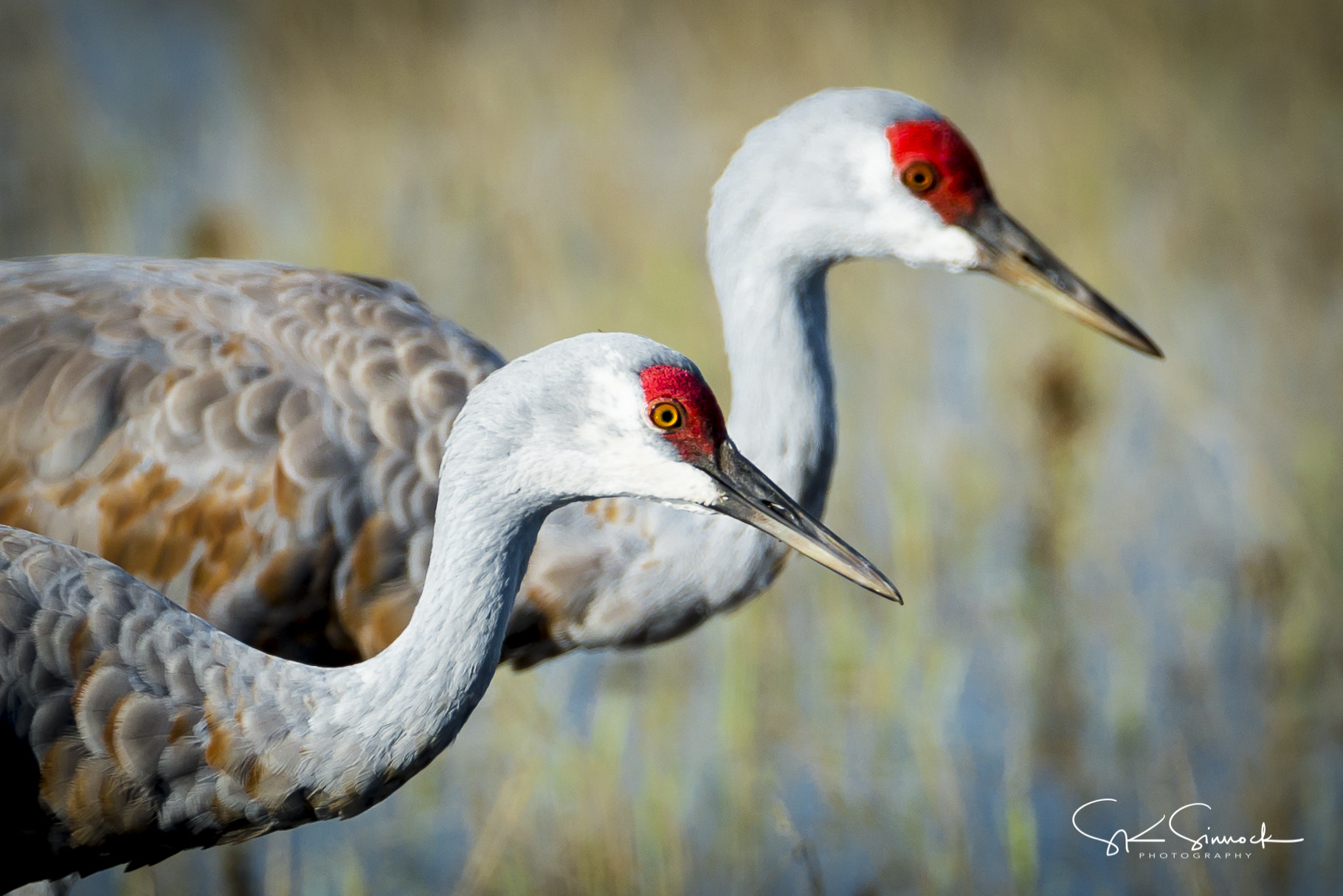 Nikon D800 sample photo. Sandhill cranes photography