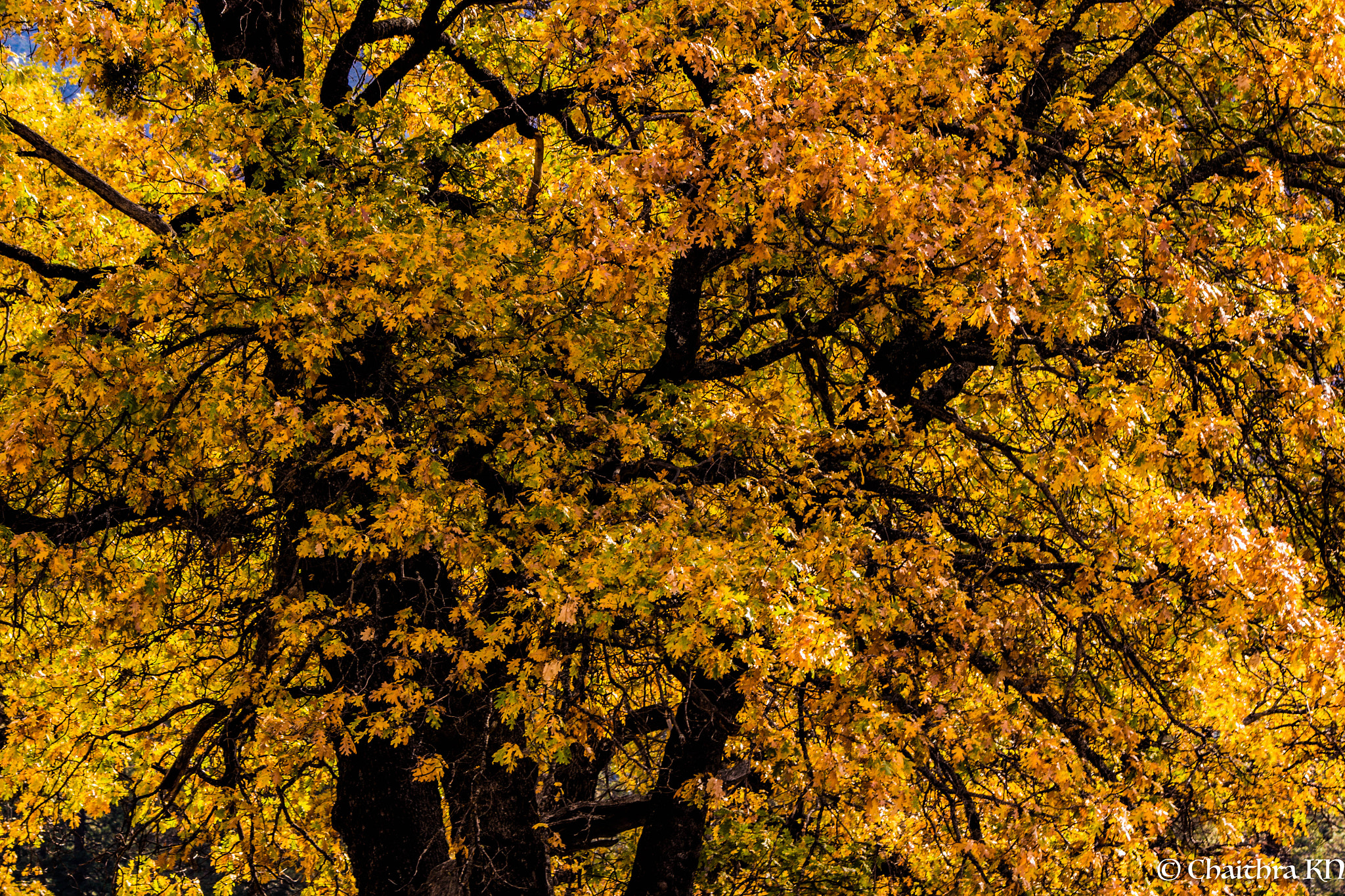 Canon EOS 650D (EOS Rebel T4i / EOS Kiss X6i) sample photo. Oaks and fall photography