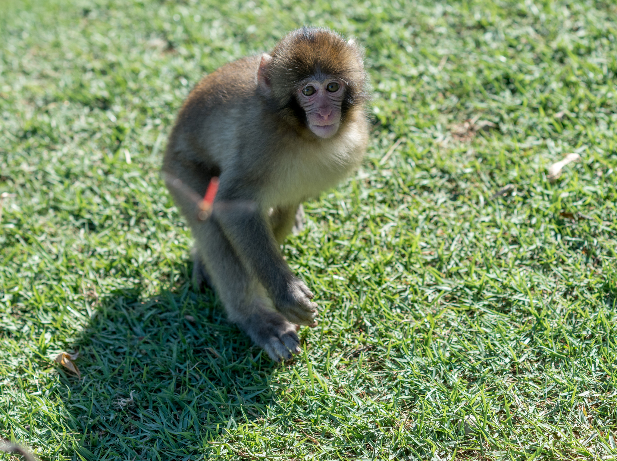 Nikon D750 + Nikon AF Nikkor 105mm F2D DC sample photo. Arashiyama monkey photography