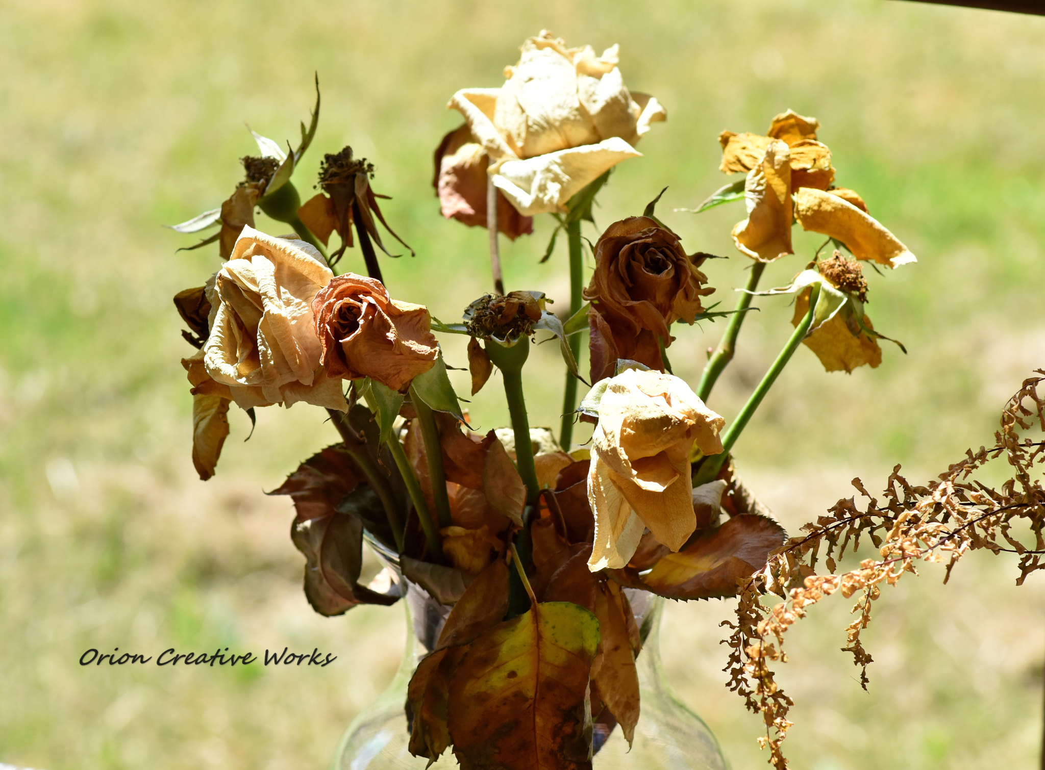 Nikon AF Nikkor 70-300mm F4-5.6G sample photo. Still life? photography