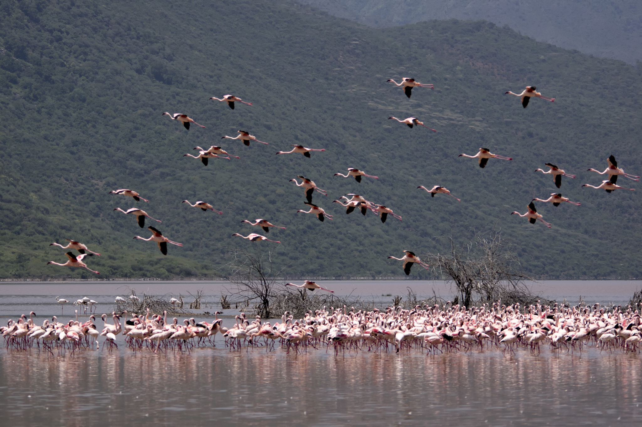 Pentax K-3 II + Sigma 150-500mm F5-6.3 DG OS HSM sample photo. Landing force photography