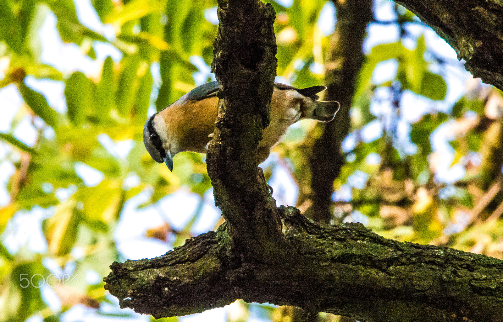 Nikon D3200 sample photo. Wood nuthatch photography