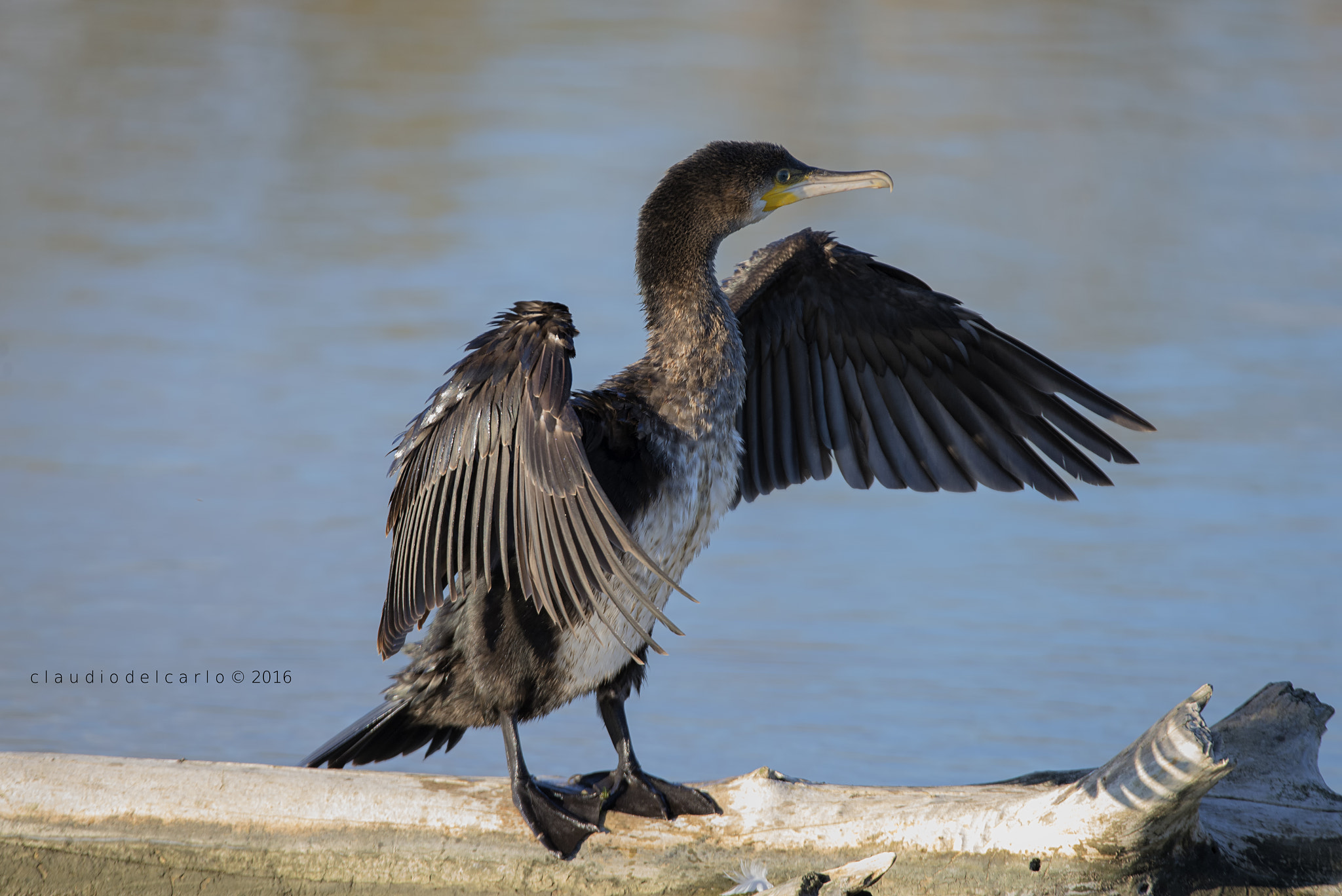 Sigma 150-600mm F5-6.3 DG OS HSM | S sample photo. Dsc photography