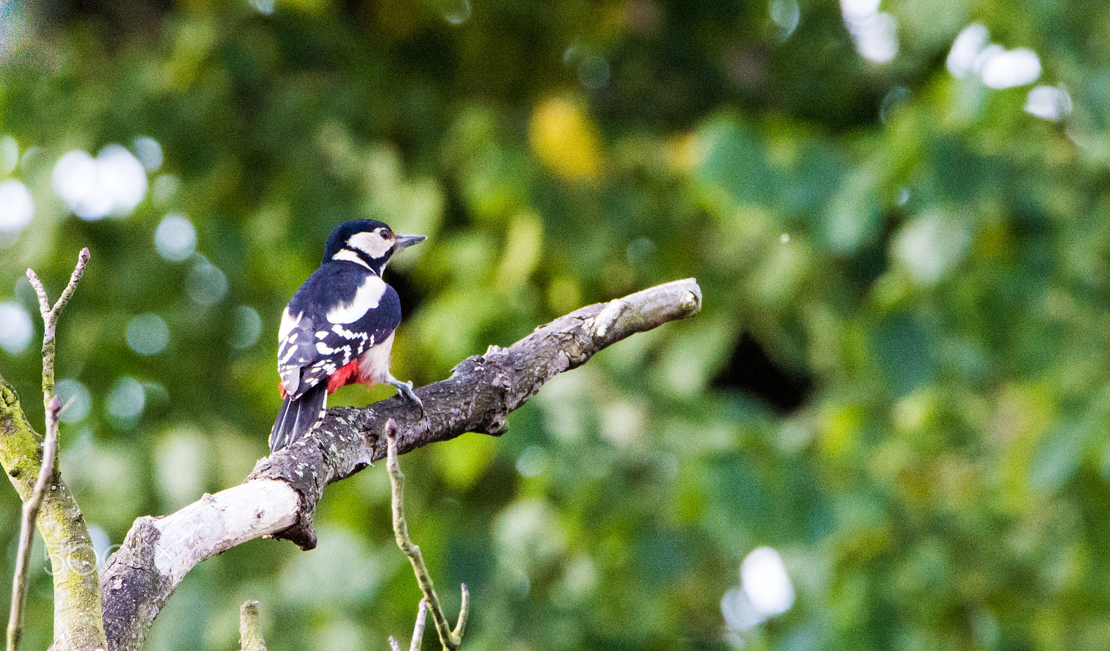 Nikon D3200 sample photo. Great spotted woodpecker photography