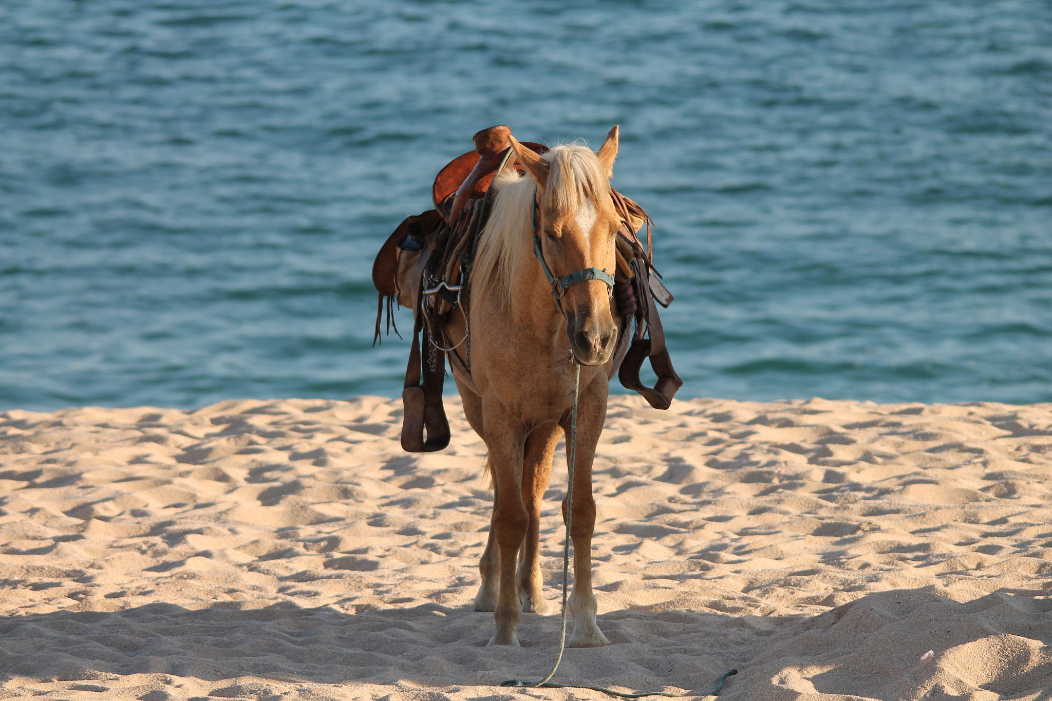 Sigma 150-500mm F5-6.3 DG OS HSM sample photo. Horse in the sand of los cabos, mexico photography