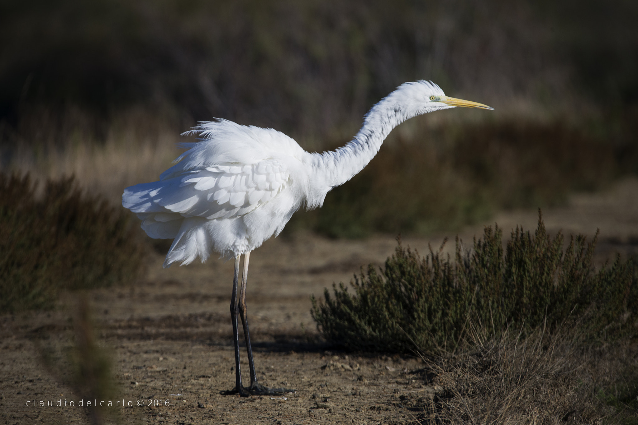 Sigma 150-600mm F5-6.3 DG OS HSM | S sample photo. Dsc photography