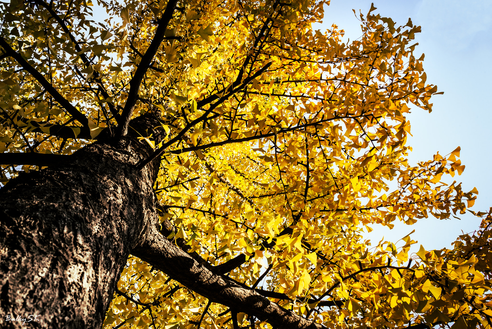 Nikon D610 + Tamron SP 35mm F1.8 Di VC USD sample photo. Golden gingko！ photography